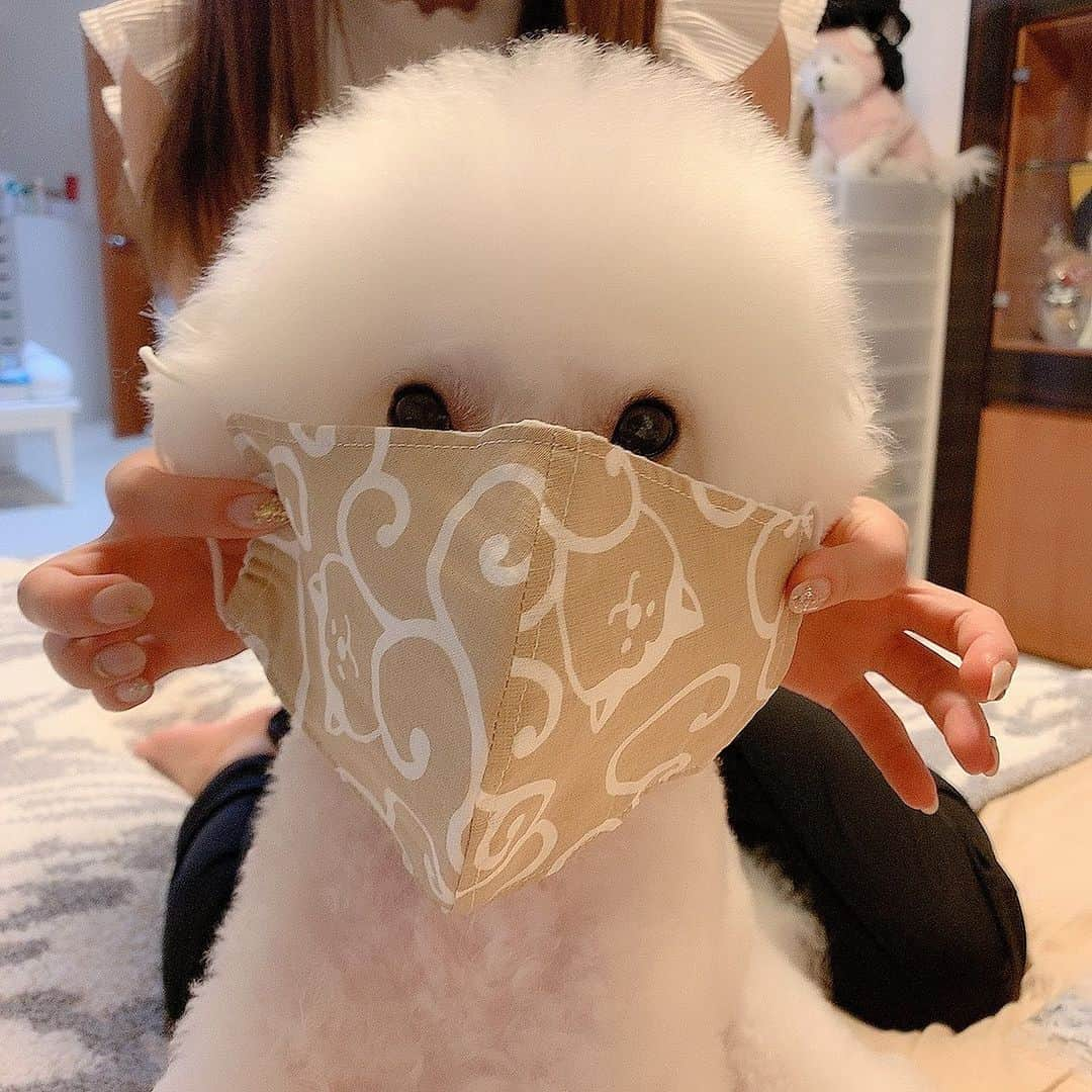 ハナマサさんのインスタグラム写真 - (ハナマサInstagram)「小顔🐕  #hanamasagram #hanamasa #ビションフリーゼ」7月10日 20時01分 - hanamasagram