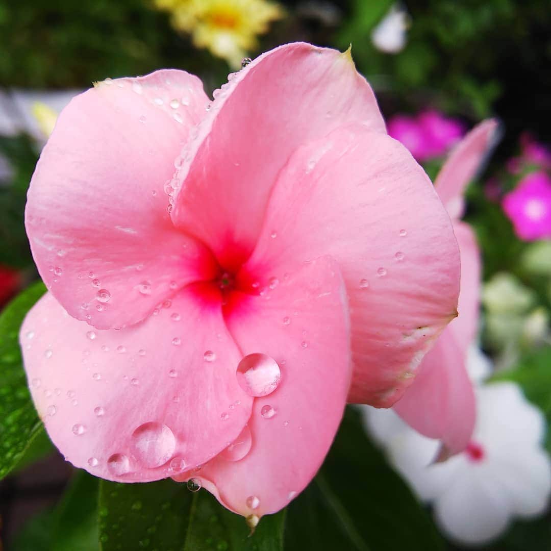 みながわゆみさんのインスタグラム写真 - (みながわゆみInstagram)「#雨降り #日日草 #日々草 #ニチニチソウ #にちにちそう #ピンク #白色 #きれい #かわいい #はなまっぷ #花まっぷ #花の写真 #花写真 #花撮り #花好きな人 #花好きな人と繋がりたい #写真好き #写真好きな人と繋がりたい」7月10日 20時05分 - nama.09.19
