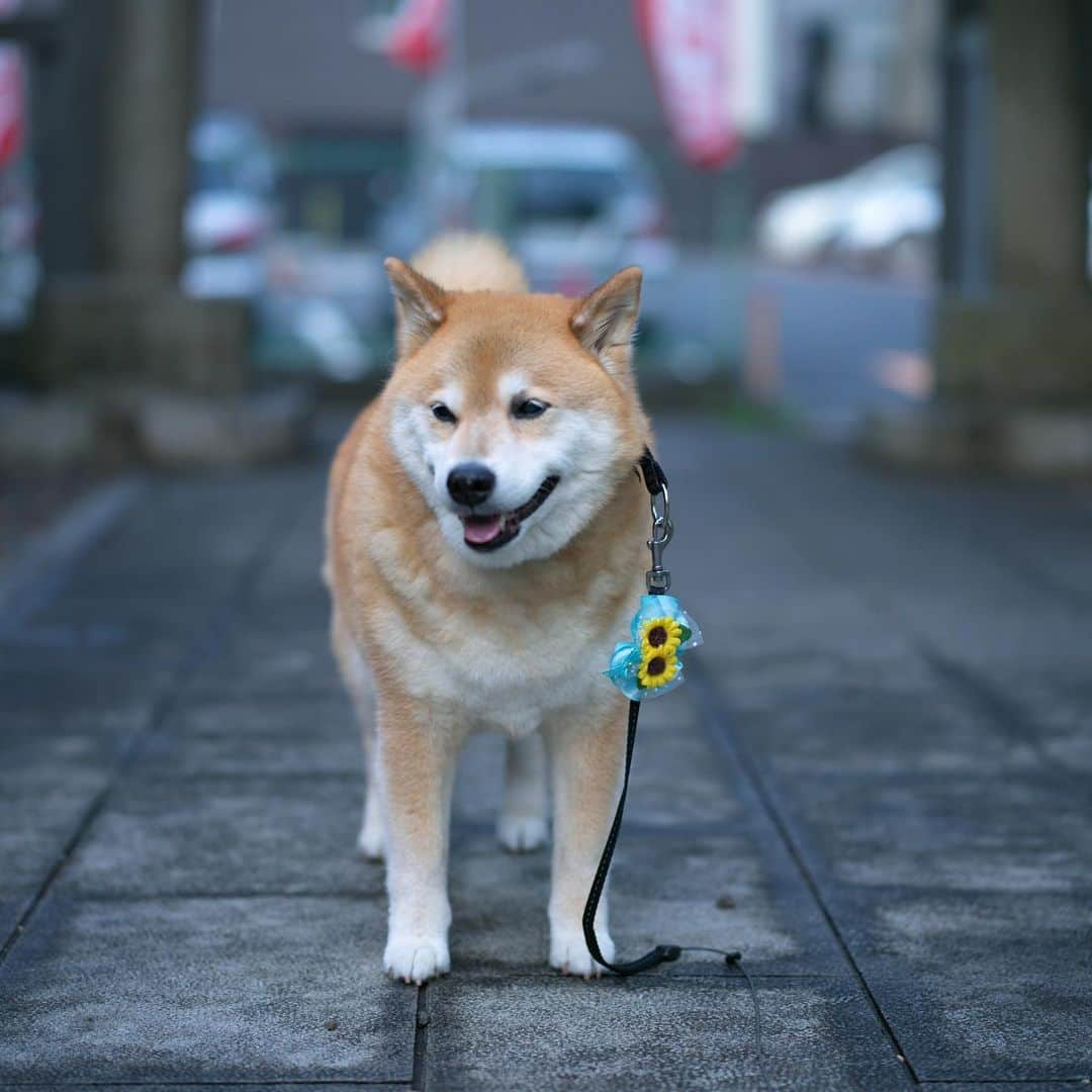 まる（まるたろう）さんのインスタグラム写真 - (まる（まるたろう）Instagram)「Thank you for your working for a week.✨🐶☺️✨金曜日おつまる〜！今週1週間よく頑張ったね〜 #九州地方は特にエライね #休める人はちゃんと休んでね #頑張りは長続きしないから☺️」7月10日 20時10分 - marutaro