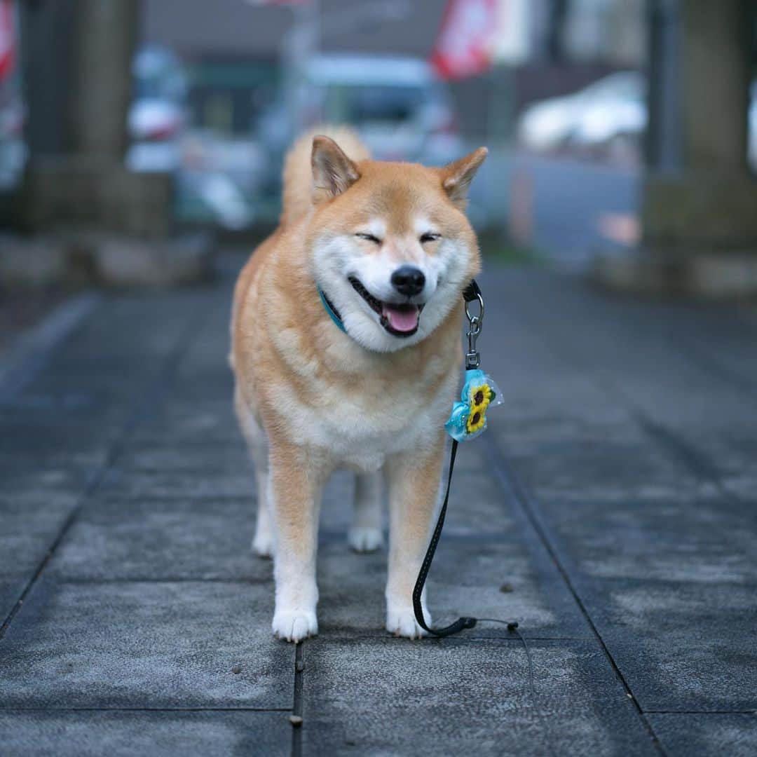 まる（まるたろう）さんのインスタグラム写真 - (まる（まるたろう）Instagram)「Thank you for your working for a week.✨🐶☺️✨金曜日おつまる〜！今週1週間よく頑張ったね〜 #九州地方は特にエライね #休める人はちゃんと休んでね #頑張りは長続きしないから☺️」7月10日 20時10分 - marutaro