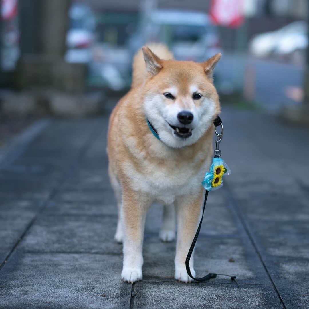 まる（まるたろう）さんのインスタグラム写真 - (まる（まるたろう）Instagram)「Thank you for your working for a week.✨🐶☺️✨金曜日おつまる〜！今週1週間よく頑張ったね〜 #九州地方は特にエライね #休める人はちゃんと休んでね #頑張りは長続きしないから☺️」7月10日 20時10分 - marutaro