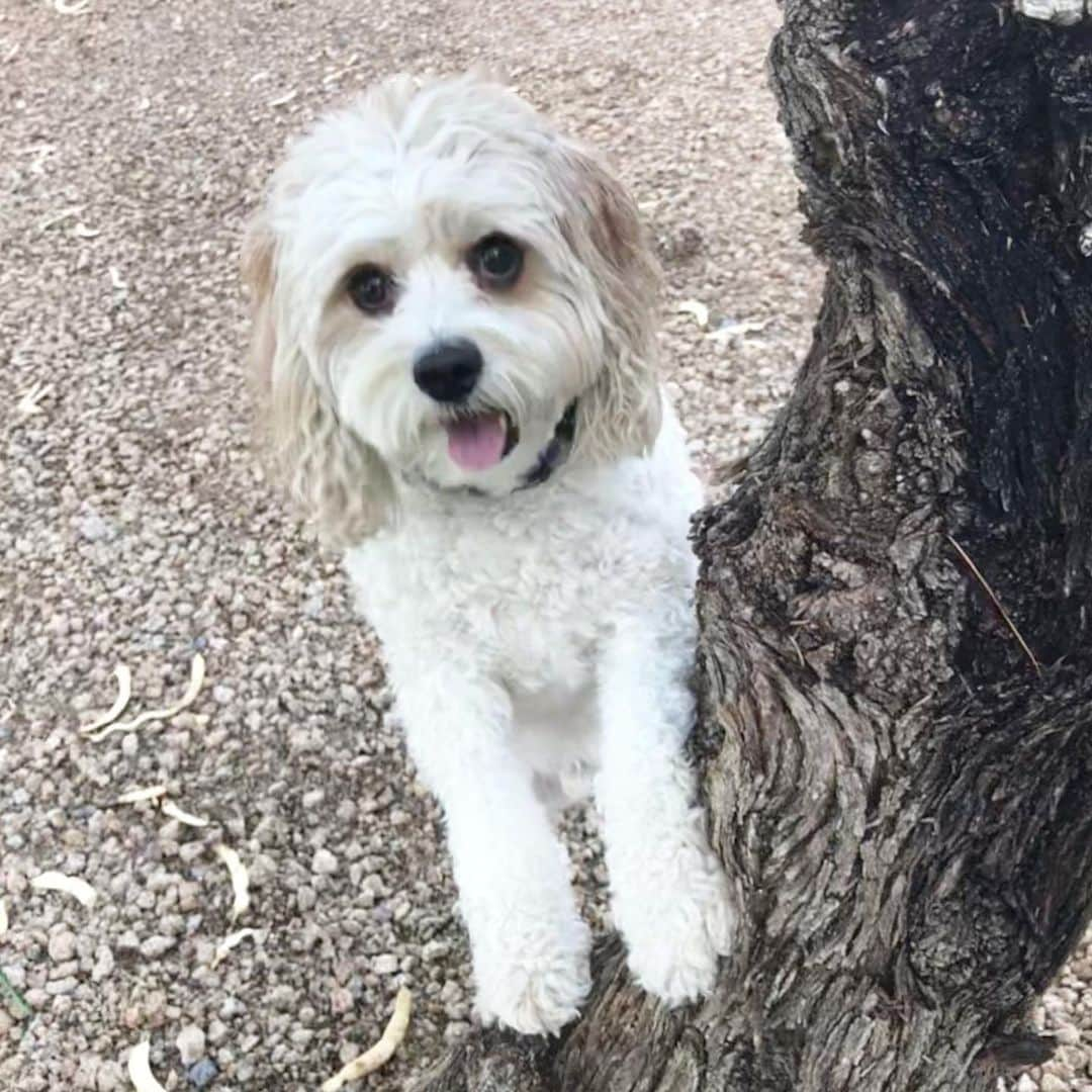 ブレア・オニールさんのインスタグラム写真 - (ブレア・オニールInstagram)「Who else is a dog lover?!?🎉Happy Barkday Cozi!🎈This adventurous cavachon is 7yrs old today & will be celebrating the best way he knows how! Check out my stories today to see Cozi living his best life & doing his favorite things 😂 🐶 🤣.... 💦 🎁 🍦 🛍 🦴 🏊‍♂️  • • #dogsofinstagram  #doglover #dogperson #animallovers #cavachonsofinstagram #cavachonpuppy #cavachoncutie #cavachonlove #cavaliersofinstagram #cavachonsofinstagram」7月11日 1時38分 - blaironealgolf