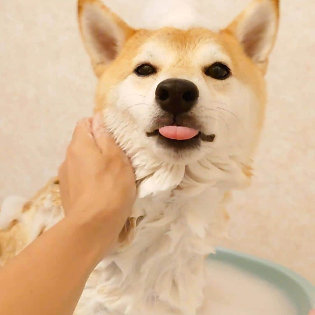 ちゃみさんのインスタグラム写真 - (ちゃみInstagram)「. 🐶🚿　突然の豪雨でびしょ濡れ💦 そのままお風呂へ〜！ ふわふわになりました🐶✨ 舌ながっ😝 . 雨が止んでてもカッパは持ってかなきゃダメですね😓」7月10日 20時20分 - shiba_charmy