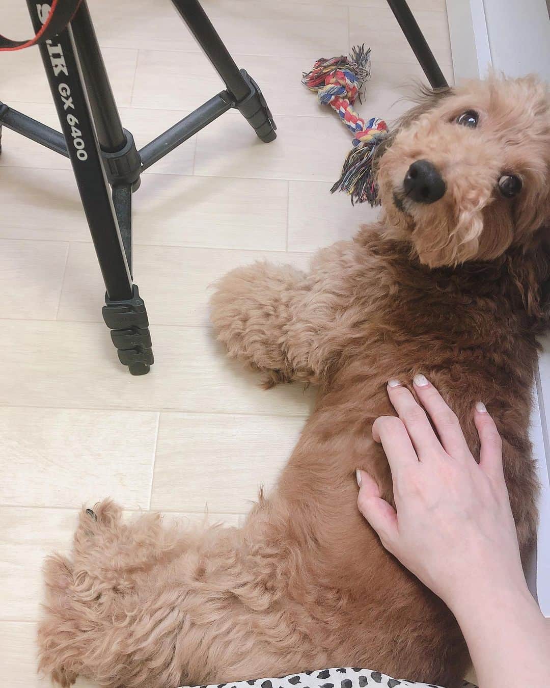 のインスタグラム：「撮影中もすぐ近くにいてくれるレオくん🐶 出会ったときは手のひらサイズだったのに 今は6kgくらいあるよ🐶 愛おしい🐶🐶 . . Instagramは少しでもオシャレな写真を... って思っちゃうとなんか色々考えちゃって本当に更新できないから オシャレとか考えずなにも考えずリアルな写真を上げていこうと決めた2020年梅雨。 . #犬 #犬のいる暮らし #ダップー」