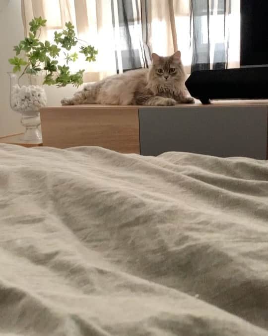 のインスタグラム：「． サラ… ． ． #ロイサラ成長記録  #nocoa動画#catvideo#猫動画」