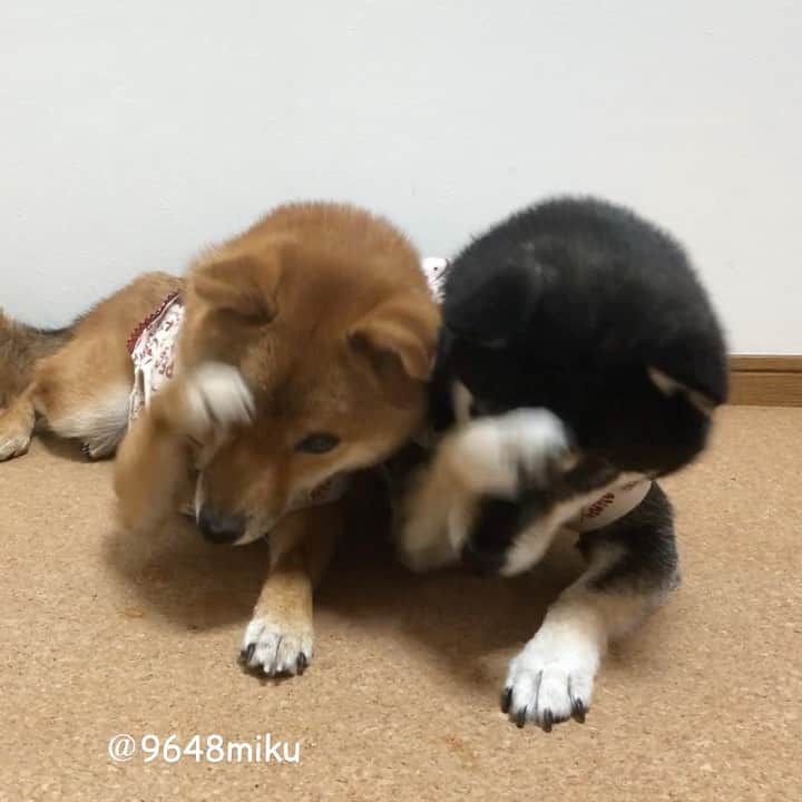 黒柴みくのインスタグラム