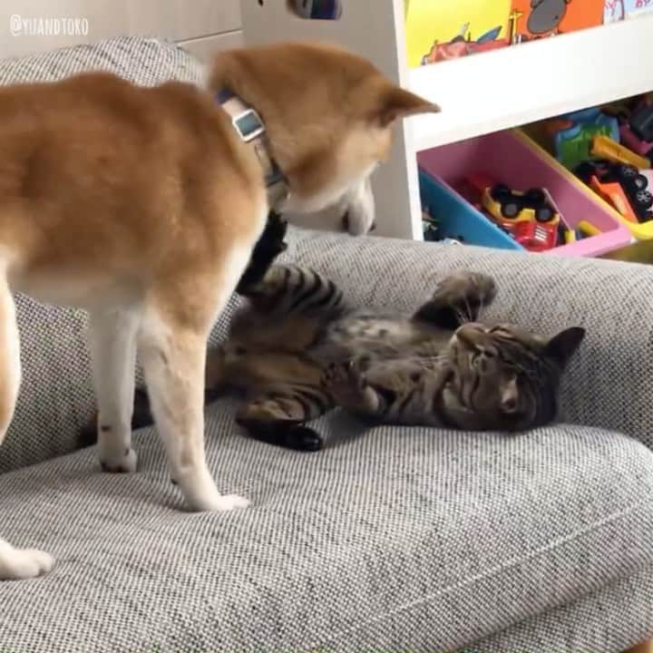 ゆうとろ（柴犬ゆうと猫のとろ）のインスタグラム