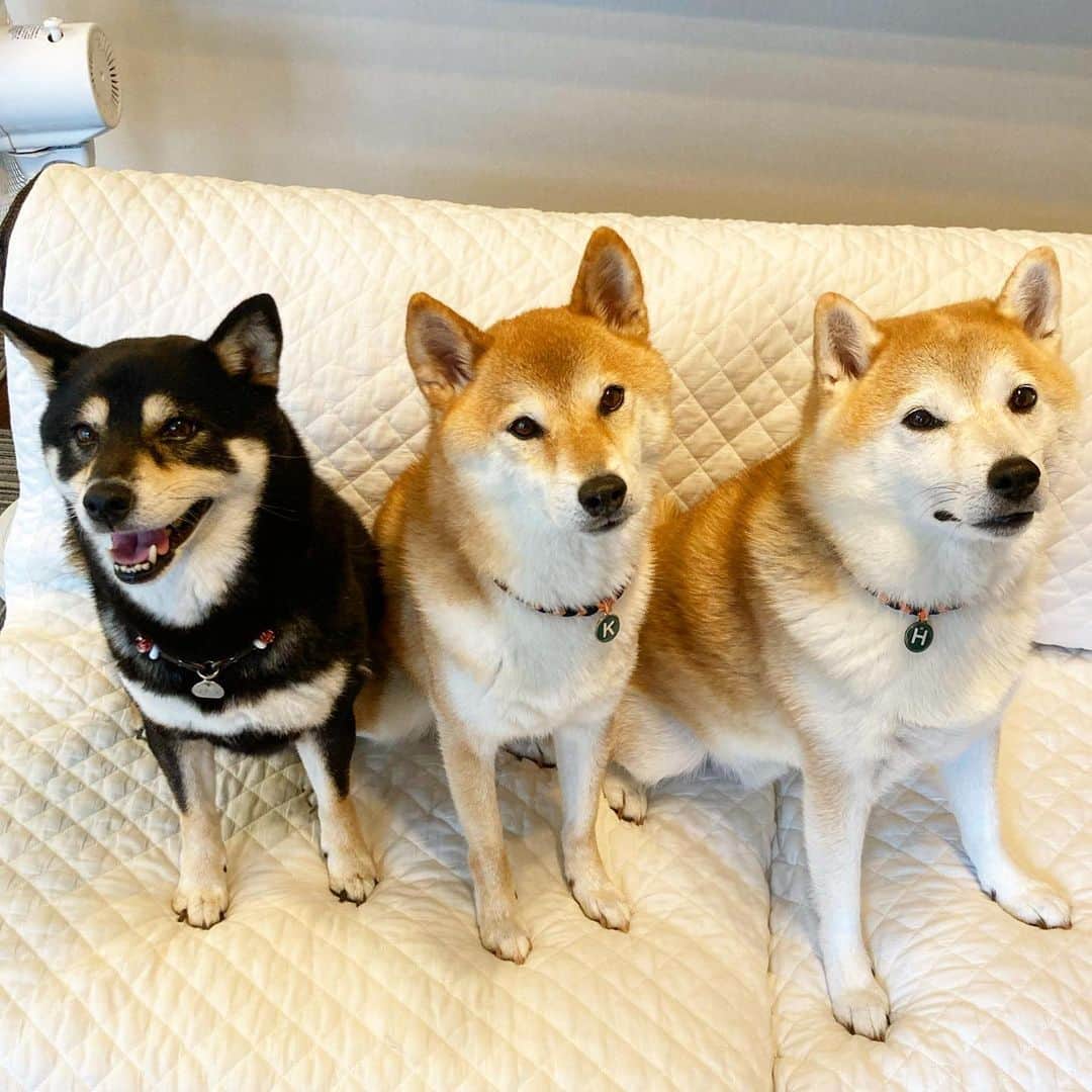 vo_coのインスタグラム：「🐾🐾🐾 自粛前の2月以来、4ヶ月半振りにころはるに会いに行ってきたよ 感動？の対面はストーリーにて その後の散歩では、小雨も降ってて3頭引きだったから動画は撮れなかったけど、こたつはここしばらく見なかったハイテンションでした！ 💩の場所を吟味してるころはるの周りを狂ったように走り回って誘っててあーホントに会えて嬉しいんだなーと実感したよ今度は天気のいい時にまた遊べるといいね！ Thank you @koroharu_shiba  * #ころはるこた #shibastagram #instashiba #shiba #shibainu #黒柴 #柴犬 #赤柴」