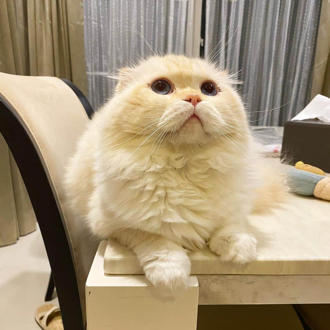 Haruのインスタグラム：「Snowball ⛄️🌨 #gentleharper」