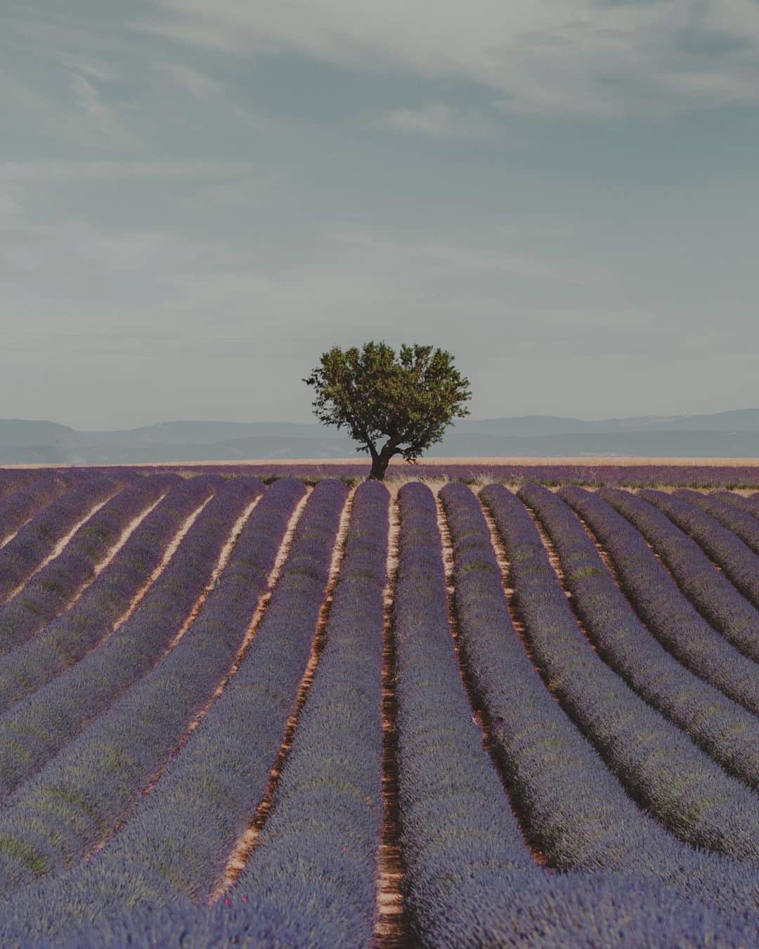Putri Anindyaのインスタグラム：「Fifty - fifty, a summer in France // ⁣ ⁣ Lavender field is a place where you should visit, once in a lifetime. to smell the fresh fragrance of lavenders, to see the surreal lines of purple, to feel the summer in a scenic place. ⁣ ⁣ This place is absolutely lovely but in a day time it sure gets crowded. To be honest, I had to erased some people cause i want to get a perfect symmetry of this place. Usually, i don’t erased strangers or cables or anything that captured in my picture. cause i love my images as real as possible (besides the color edit of course) but this time i just be honest with you that i did it and i feel guilty about it lol. Hope you don’t mind! I’ll def let you know next time I did such things. I am not a good liar and i hate to fool people so i’ll tell ;) ⁣ ⁣ soundtrack : place to be - nick drake」