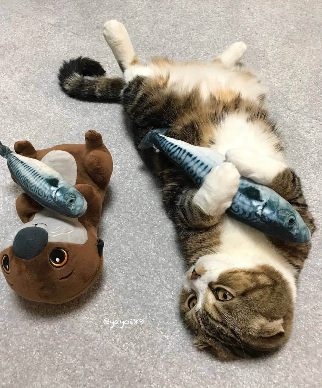 PECOねこ部さんのインスタグラム写真 - (PECOねこ部Instagram)「「真似してるのにゃ🐟」 . #ラッコさんみたいな #うずらちゃん😂 #もしかして #遠い親戚かなと思うほど #そっくりだよ😳✨ . 素敵な投稿してくださったのは… @yayoi89 さん 他にも素敵なお写真がたくさんあるので、ぜひ遊びに行ってみてくださいね♪  #ペコねこ部 をつけて投稿すると… PECOのSNSで楽しくご紹介させていただきます😋  #ねこ #猫 #ネコ #ねこ部 #にゃんこ #かわいい #cat #cats #catsofinstagram #cats_of_instagram #catstagram #kawaii #meow #catlover #ラッコ #seaotter  #scottishfold #スコティッシュフォールド #うずラッコ」7月10日 21時00分 - pecocats