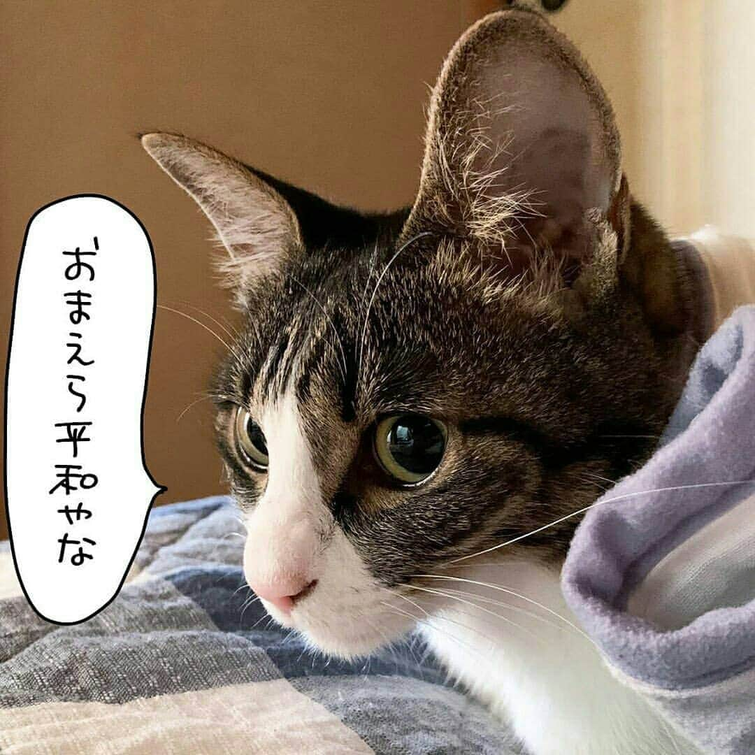 猫壱（ねこいち•ネコイチ）さんのインスタグラム写真 - (猫壱（ねこいち•ネコイチ）Instagram)「【#猫マンガ 】 ▫ 猫はたまにしゃべるのです😺 ▫ ▫ #言いたいことははっきり言う #嫌なことをいやと言える猫😺 ▫ ▫ :::::::::#猫壱 ::::::: 猫壱は猫と人との暮らしの向上を目指して猫グッズの開発に取り組んでいます♪ ▫ 気になる方は @necoichicojp をチェックしてみてくださいね！ ▫ ▫ 【Special thank-you @86palpal 💕💕💕💕】」7月10日 21時13分 - necoichicojp