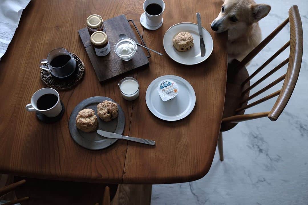 maggydaisyのインスタグラム：「_  ymさんのスコーンで coffee time  #maggydaisymore20200710 #corgi  #コーギー #犬のいる暮らし #里親 #coffeetime #馬酔木誠 #アセビマコト #石川隆児」