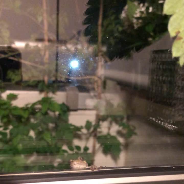 雨月衣のインスタグラム：「窓の外に雨蛙。 パクパク。 食事の瞬間。」