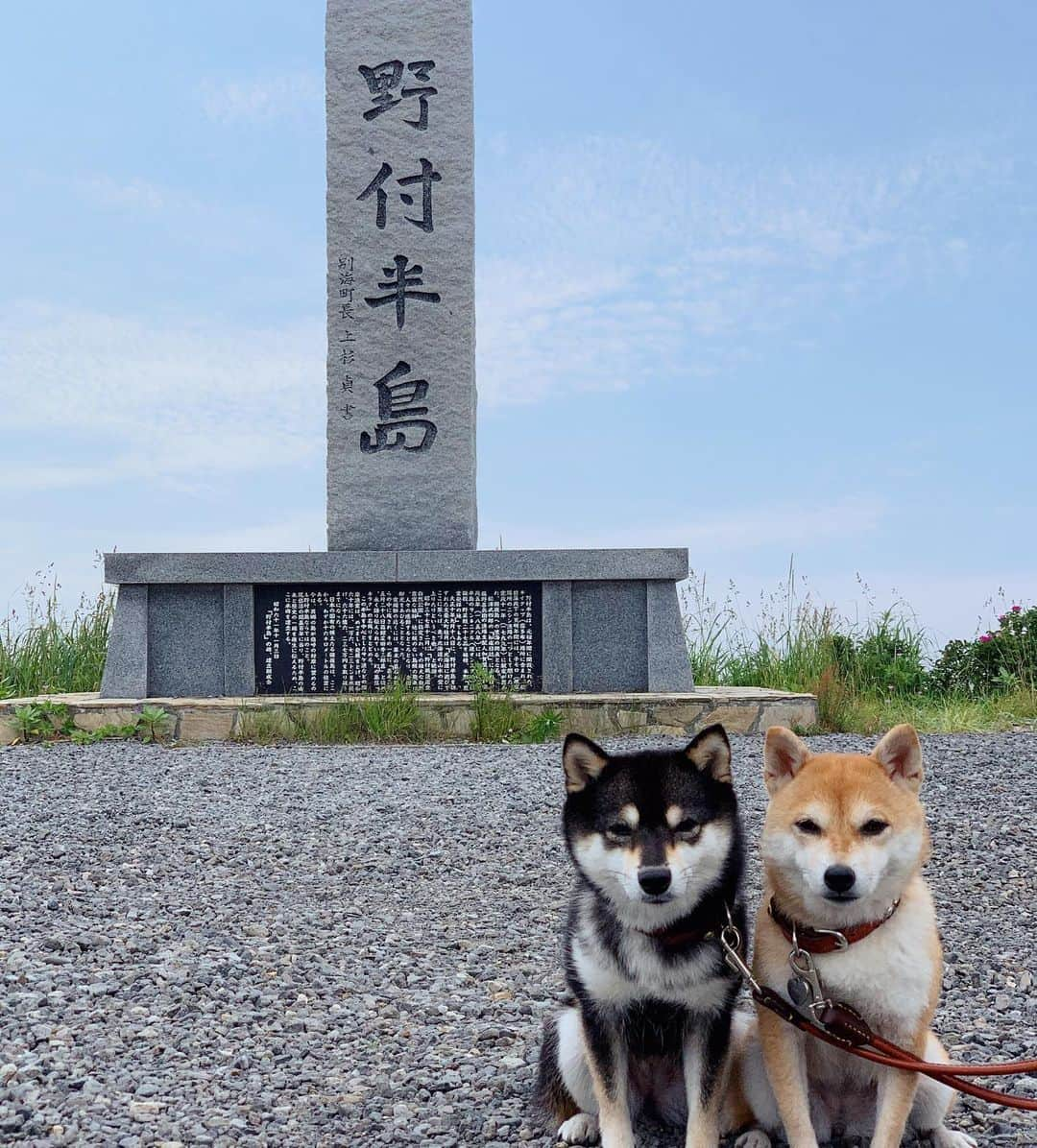 豆柴なつ&ふゆさんのインスタグラム写真 - (豆柴なつ&ふゆInstagram)「We went to Notsuke Peninsula😊‼️ 野付半島のナラワラとトドワラ😊‼️  #旅行 #travel #北海道旅行 #犬連れ旅行 #野付半島 #トドワラ　#ナラワラ #trip#シバフル #わんダフォ #shibamania  #柴犬ライフ#pecoいぬ部 #shiba_snap  #instashiba#cutedogs  #柴犬#shiba #shibainu #shibastagram #いぬすたぐらむ #pecoいぬ部 #犬バカ部 #shibainumag_feature #instafollow #dogoftheday  #🐕📷 #theshibasociety  #柴#proudshibas  #柴犬マニア」7月10日 21時16分 - mameshiba.natsuinu56