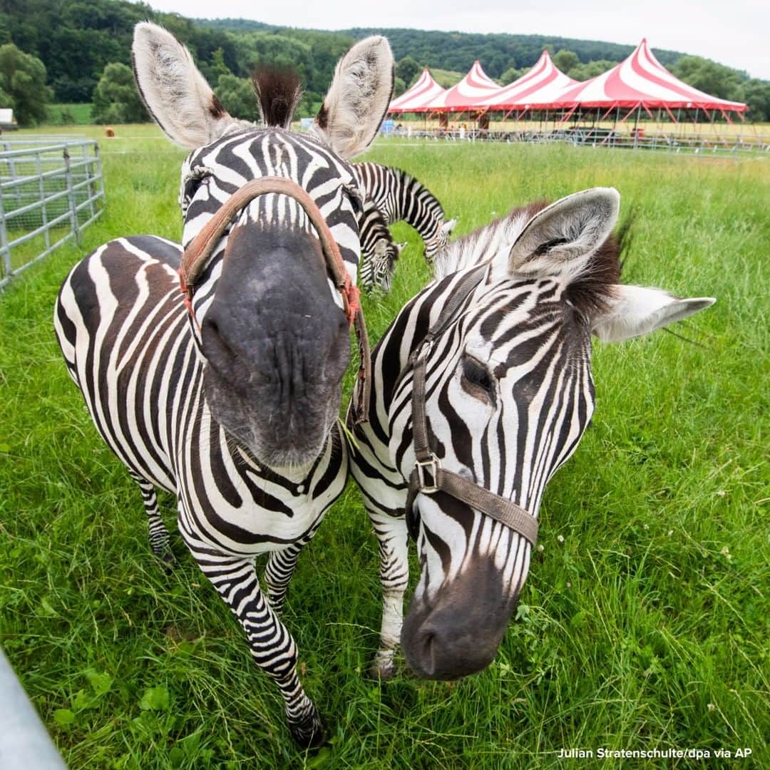 ABC Newsさんのインスタグラム写真 - (ABC NewsInstagram)「Zebras stand in the "Circus Land," an amusement park in Einbeck, Germany. Circus Charles Knie can not tour due to coronavirus restrictions, so it is opening a leisure park at its headquarters. #zebra #animals #circus」7月10日 21時27分 - abcnews