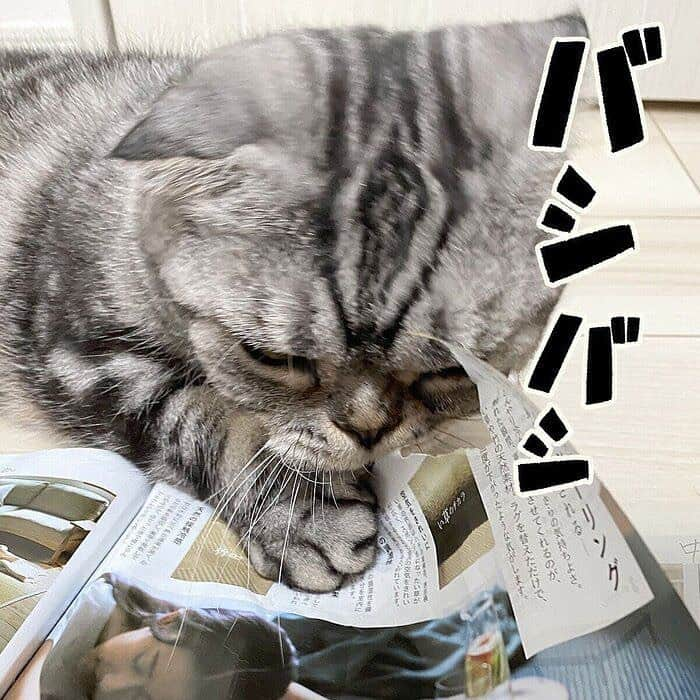 Shishi-maruさんのインスタグラム写真 - (Shishi-maruInstagram)「🐱ねこのきもちWEBMAGAZINE にて、猫エッセイが更新されました。今回は「カタログ好きなししまると妻」のお話です。アプリ版もありますので是非。﻿ お楽しみください。﻿ ﻿ 【渋ネコししまるさん】#55﻿ ｜ねこのきもちWEB MAGAZINE﻿ ﻿ https://cat.benesse.ne.jp/lovecat/content/?id=74764﻿ ﻿ 🐱My essay about Shishi-maru is serialized in a weekly magazine:)﻿ ﻿ ーーーーーーーーーーーーー﻿ 🌺「渋ネコ ししまるさん」ねこのきもちWEB MAGAZINE にて毎週金曜日エッセイの連載中﻿ ーーーーーーーーーーー﻿ 📕「ぷっちねこ。」「3匹のちいさな猫を召喚できたなら」「ちいさな猫を召喚できたなら」徳間書店より単行本発売中﻿ ーーーーーーーーーーー ﻿ ⭐︎ししまる→@emonemon﻿ 🌺Twitter →@taco_emonemon﻿ ーーーーーーーーーーー」7月10日 22時01分 - emonemon