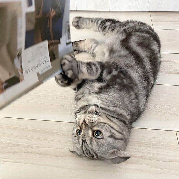 Shishi-maruのインスタグラム：「🐱ねこのきもちWEBMAGAZINE にて、猫エッセイが更新されました。今回は「カタログ好きなししまると妻」のお話です。アプリ版もありますので是非。﻿ お楽しみください。﻿ ﻿ 【渋ネコししまるさん】#55﻿ ｜ねこのきもちWEB MAGAZINE﻿ ﻿ https://cat.benesse.ne.jp/lovecat/content/?id=74764﻿ ﻿ 🐱My essay about Shishi-maru is serialized in a weekly magazine:)﻿ ﻿ ーーーーーーーーーーーーー﻿ 🌺「渋ネコ ししまるさん」ねこのきもちWEB MAGAZINE にて毎週金曜日エッセイの連載中﻿ ーーーーーーーーーーー﻿ 📕「ぷっちねこ。」「3匹のちいさな猫を召喚できたなら」「ちいさな猫を召喚できたなら」徳間書店より単行本発売中﻿ ーーーーーーーーーーー ﻿ ⭐︎ししまる→@emonemon﻿ 🌺Twitter →@taco_emonemon﻿ ーーーーーーーーーーー」