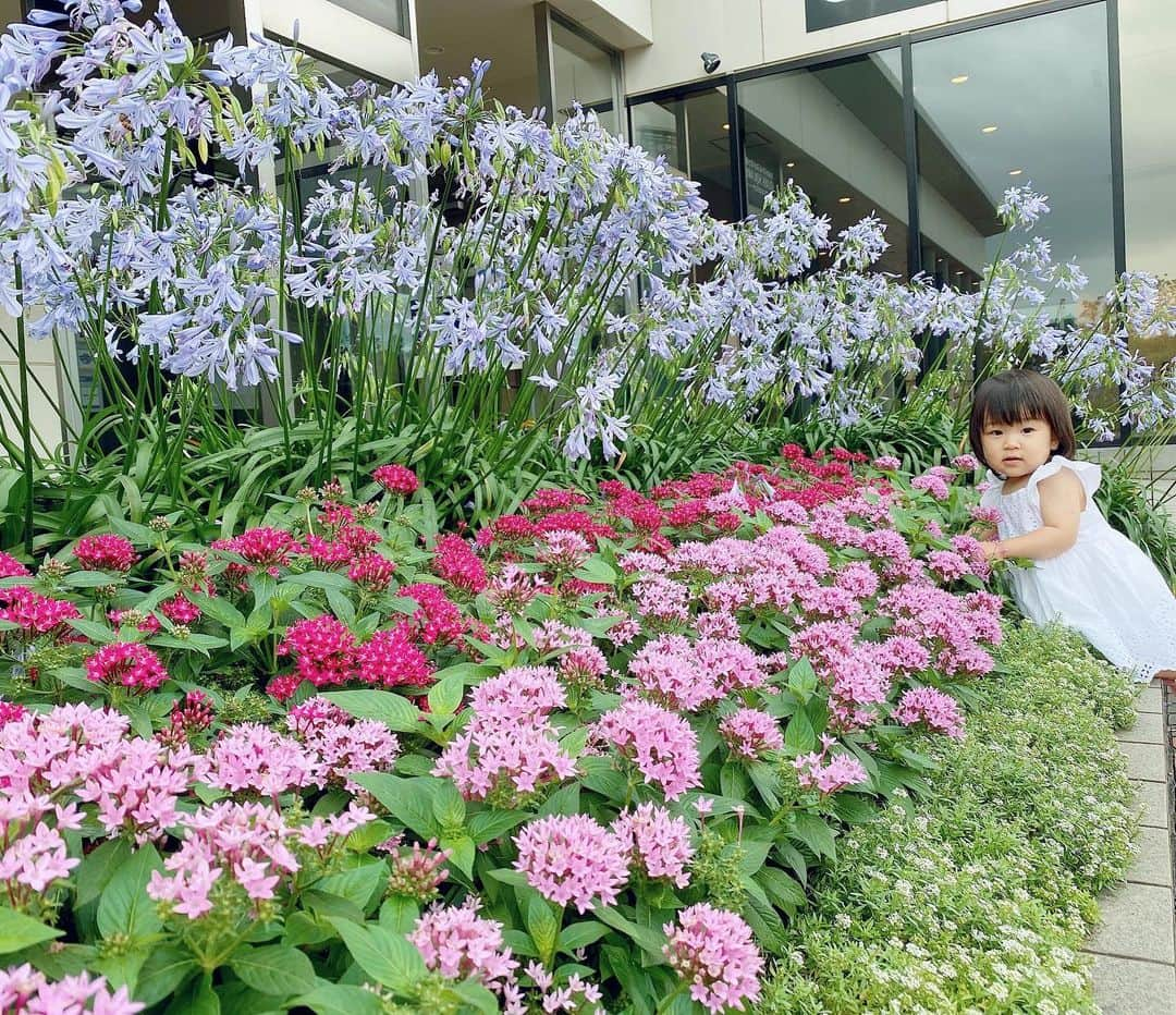 庄司ゆうこさんのインスタグラム写真 - (庄司ゆうこInstagram)「ももちゃん1歳3ヶ月🤗✨ 今日は歯科検診に行ってきたんですが、歯が16本もはえてました🌟 そして虫歯もなく、異常なし✨ 歯磨きするとき、めっちゃ嫌がって毎回泣くんだけど、なんかいい方法ないかな？😂 最後の動画は、鏡見ながら自分でやろうとしてるんだけど、自分だと歯ブラシ噛んでるだけだからね😂 ご飯もしっかり食べてくれるし、夜中も起きず朝までぐっすり寝てくれるけど、歯磨きだけは早く克服したいですね😂 #1歳3ヶ月#ももちゃんです🤗#女の子ベビー#女の子ママ#しまじろう#大好き#こどもちゃれんじ#ベビフル」7月10日 22時15分 - yuko.shoji