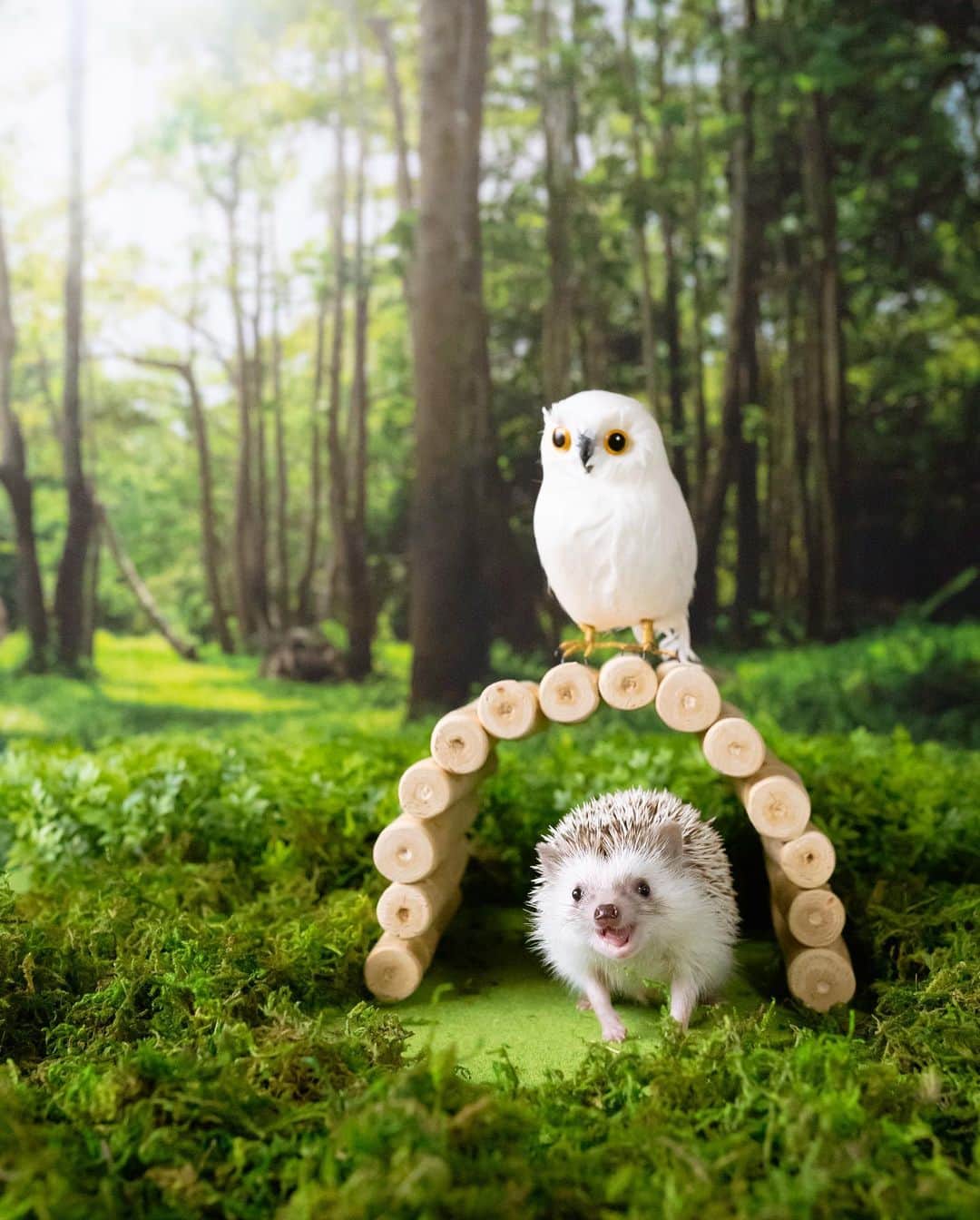 ダーシーのインスタグラム：「🌞🦔🦉🌳✨ ①Koala 7/10/2020 ②Matthew 9/13/2015」