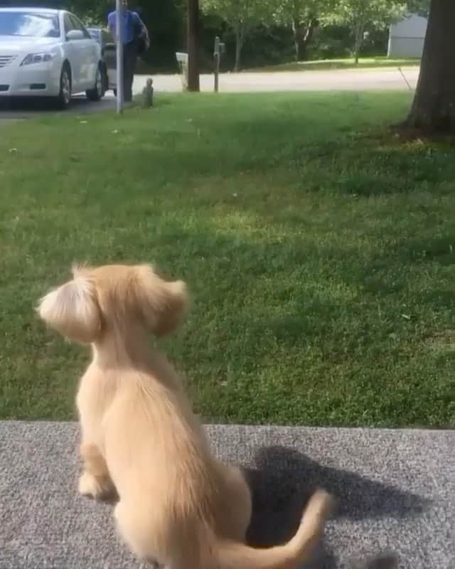 The Critter Havenのインスタグラム：「Happy to be home Video by @jillianpgriffith via @dachshundhub  #TheCritterHaven」