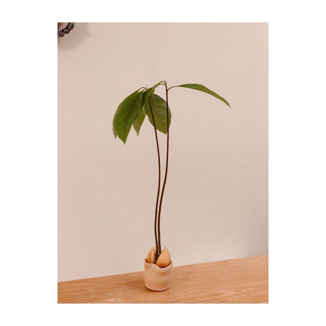 平田薫さんのインスタグラム写真 - (平田薫Instagram)「アボカド栽培。この子はなんと5号！ もう少し大きいグラスで水耕栽培していたアボカド3号、4号もまだいるのですが、土に植えるほど成長しておらず…。 この5号は1番最後のだし、入れる器がなくなって、適当に陶芸失敗でクシャっとなったおチョコが丁度よかったので、こんな小さなおチョコで育てていたのに、グングン伸びる。しかも一つの種から2本も！凄い生命力。将来有望株！！  どんな鉢に植えるか迷っていたけれど、どんどん成長してくるのでとりあえず簡単な小さな鉢に植えてみました。かわいい！ ってゆうか、おちょこから伸びてるのもとても可愛かったから結構先延ばしにしてしまっていたけど、いままで良くこの小さなおチョコで頑張ったよね🤣 おチョコの中で根っこが爆発していました。  アボカドの種にも個体差があるみたい。。 4枚目のアボカドは2号です！ どんどん伸びてはいるんだけれど、あまりに傾きがひどいので、添え木してみました。(買ってきた添え木が短くて養生テープで伸ばして添え木🤣) 数日前までもっと元気だったけれど、エアコンに当たってるからか葉が元気ない🤔  #アボカド#アボカド栽培#🥑 #アボカド栽培者 #avocado#家庭菜園 ？ #アボカドの種」7月10日 22時29分 - hiratakaoru1215