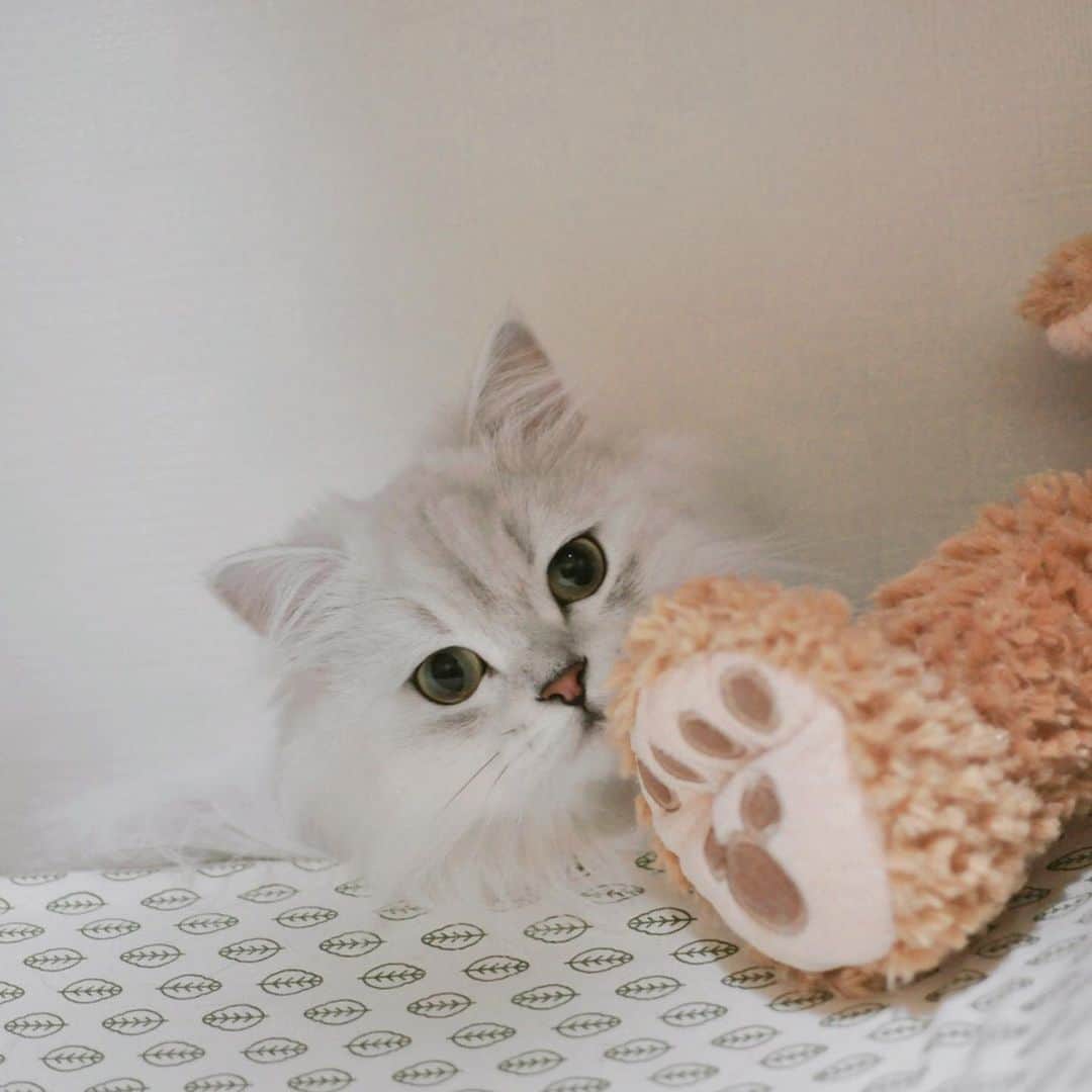 후추네큰언니のインスタグラム：「화보냥... 💕 너무 예뻐.. 미춰부러  심심하니까 과거여행 하는데 넘 재밌 . . . . . #후추  #고양이  #냥스타그램 #캣스타그램  #Hoochu #Hoochuthecat #cat #cats #catstagram #catsofinstagram #topcatphoto #bestmeow #ilovecat #cute #fluffy #petstagram #instacats」