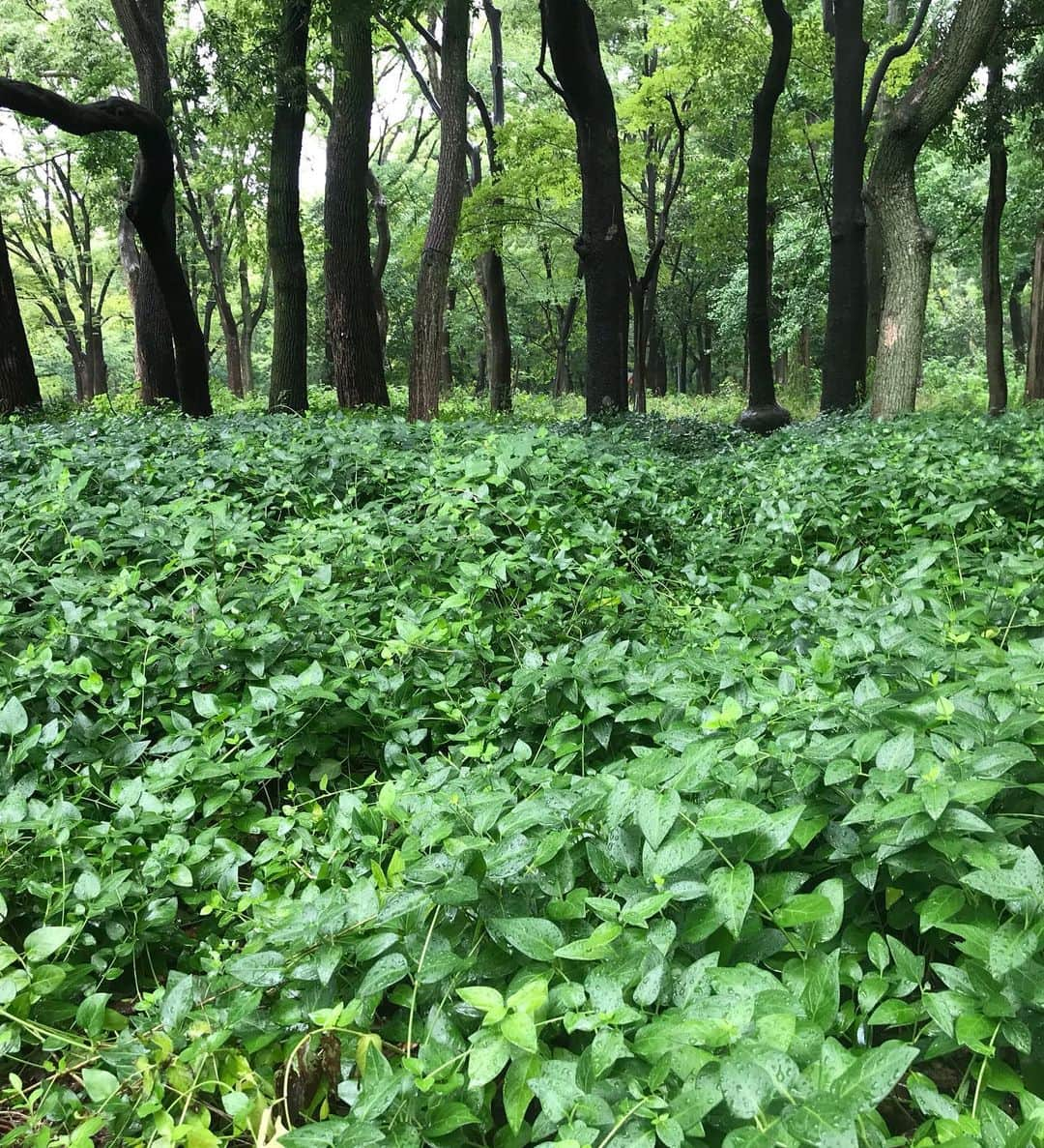 きゃっするひとみーさんのインスタグラム写真 - (きゃっするひとみーInstagram)「3キロも走ればおふろ入ったみたいなる。夏や！✨ . 夏といえば、最近はまってる夏の緑を探すrun✨ . マラソンって、ほんとにマイナスイメージの多いスポーツですが、季節の移り変わりを目で楽しめる最高に楽しいスポーツなんですよ！！！！！！どの季節を走ってても、贅沢やなぁ〜っておもいながら走ってます。 . みなさんも、夏の緑見つけたらタグつけて教えてください😊😊😊😊 . @hmbsaurus  @361japan  @idatensports  @kiyohara_x_addelm  @aminosaurus  . #ランニング #runners #run #runner #ママランナー」7月10日 22時34分 - takaxjumppp