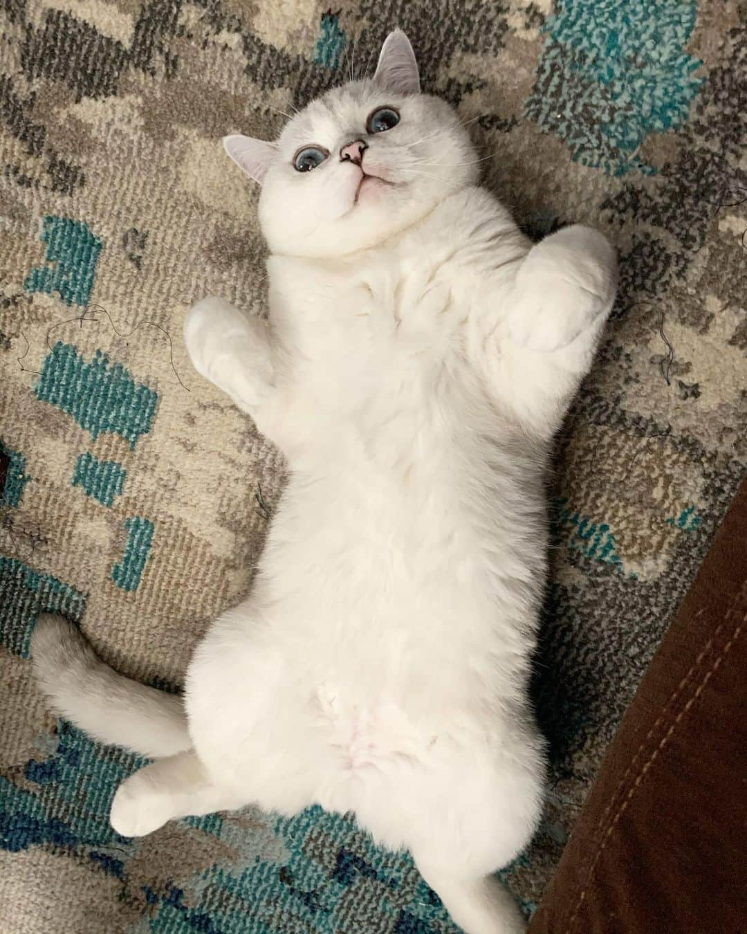 ミスター・ホワイトさんのインスタグラム写真 - (ミスター・ホワイトInstagram)「Any plan this weekend? #TGIF」7月10日 22時45分 - white_coffee_cat