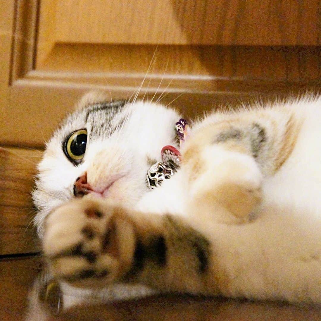 takegaeruさんのインスタグラム写真 - (takegaeruInstagram)「ころがり招きまりん😸 おやすみにゃさい♬ #goodnight  #cat #scottishfold #猫 #スコティッシュフォールド #三毛スコ友の会」7月10日 23時09分 - takegaeru
