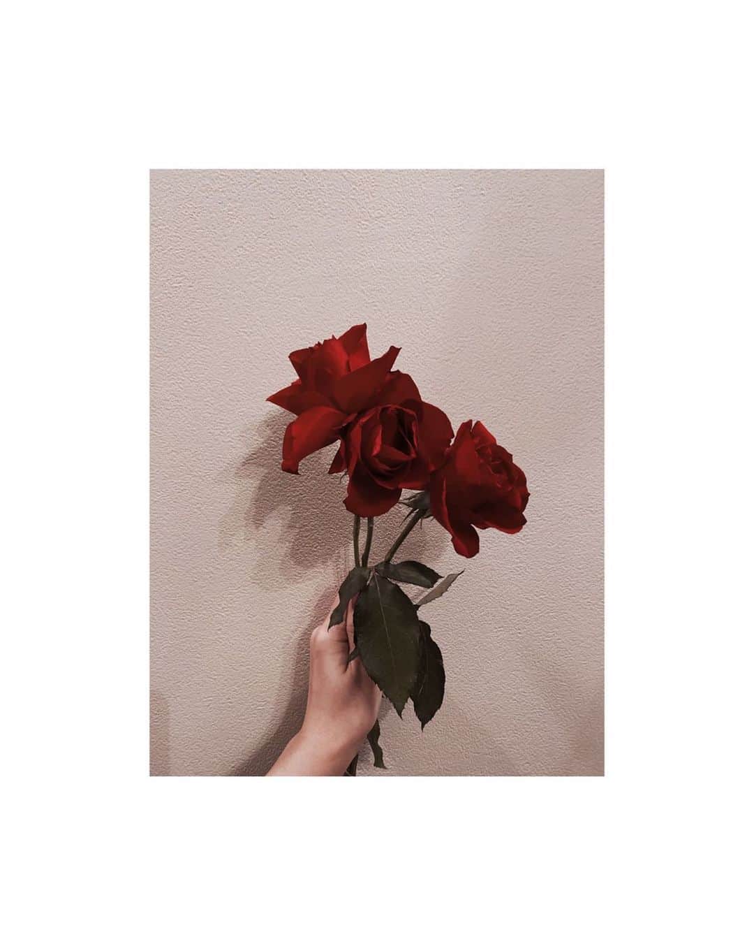 板野友美さんのインスタグラム写真 - (板野友美Instagram)「3 stems of roses 🥀  This means  I ♡ you  #flower #love #友Style」7月10日 23時13分 - tomo.i_0703