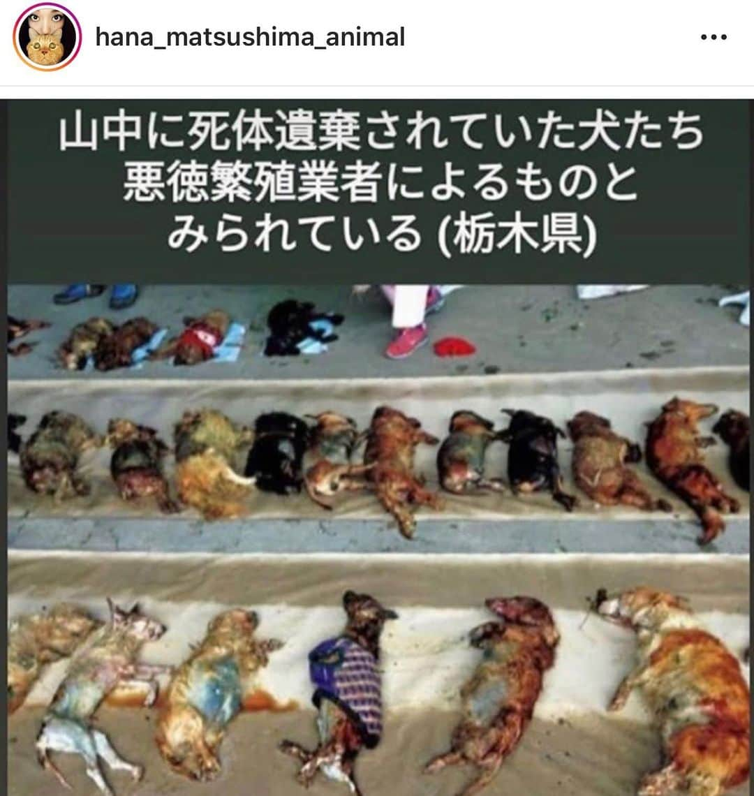 shibainu berryさんのインスタグラム写真 - (shibainu berryInstagram)「昨日の#数値規制 の投稿にコメントやご協力ありがとうございます🙏全てに返事できずｺﾞﾒﾝﾅｻｲ(；ω；*) もう一回検討会が開かれるようです❗️  ハガキアクションやメールアクションは引き続き有効だそうです✨2つ前の投稿の3枚目の写真にQRコードを掲載してるので、是非活用してください🙏 ・ 犬や猫が販売される裏に怖い現実があります… 私は繁殖犬の実態は知っていました。 もっといえば、産まれた子供が病気であったり、奇形児であったりした場合どうなるのか… 売れ残って成長した犬が半額になっているのは見たことがあります。 でも「病気だから半額」というのは見たことがありません。 成長した子はそのまま売れ残ったらどうなるの？ 産まれた時に病気がちな子はどうなってるの？ 考えただけでも怖い… 命をお金で買うからこういうことが起こる。 ・ 私はべりやんもむくみも買っていません。 繁殖犬や保護犬のことを知っていたから買うことをしなかったというわけでもありません。 動物を飼うことはすごく大変だから、そもそも動物を飼う気はありませんでした。 一度飼いだしたら一生責任を取らないといけないから。 ただ、べりやんもむくみも縁あって出会い、仕方なくというか…😅出会ってしまったし、出会うべくして出会ったと思うし、家族になりました✨ 朝晩の散歩に休みはないし、毎日楽しいこともあるけど、大変なことも多いです😅 生き物を飼うことの大変さを感じます。 簡単に飼うことはできないし、簡単に買えること自体おかしい… ・ 不幸なのは繁殖犬だけでなく、飼い主自らが「飼えなくなった」とペットを保健所に連れて行くこともあります。 迷子になって保健所に連れて行かれて、飼い主が見つからなければ首輪をしていても殺処分になる日本です。 大切にしてあげられないのなら飼ってはいけないと思います。 "ペットは家族"っていう時代になってきてるけど 現実は殺処分だらけの日本😢 幸せな犬、猫だけでない現実をたくさんの方に知って頂きたいです。  #Repost @hana_matsushima_animal with @get_repost ・・・ : 本日、数値規制の検討会が 行われました。 朝から…  どうなったんだろうとずっと気になっていました。 @negiko888 さんの投稿を リポストさせて頂きます‼︎ 検討会はもう一回開かれるそうです‼︎ 引き続き、動物のために声を上げ続けましょう🐈🐕 よろしくお願いします‼︎ : #花アニマル #数値規制 #動物のための数値規制を #数値規制メールアクション  #数値規制ハガキアクション  #声を上げ続ける . . @negiko888 #Regram #Repost via @PackeDApp #PackeDApp 前回の検討会に比べて、大まかに言えば、少し動物愛護に、ほんの少しですが、傾いているように感じられました。 検討会委員の方々も、前ほど気の無い、何の為に参加されてるのかわからない様子より、 皆さまのハガキアクションのおかげで、前向きでした。 ハガキアクションのちからをすごく感じました。  ですが、またまだ数値規制は、繁殖犬猫に厳しい。  検討会基準案は、繁殖犬の交配は6才まで(満7才未満) ただし、満7才時点で生涯出産回数が6回未満の場合は、7才までは、酷すぎです。 いくらなんでも繁殖犬の幸せを考えてくださって無いでしょう？  繁殖終わったら、6〜7才。 ご家族に迎えてくださるには、年取りすぎています。 もちろん、何才でも迎えてくださる方はいらっしゃいますが、私は、沢山の方々に受け入れて頂きたいのです。  彼女達の幸せを考えてくださってますか？ 私は、ブリーダーや繁殖場の人達を信じていません。 動物愛護の気持ちのある人は、ブリーダーや繁殖場に勤めていられないと言われてます。 繁殖犬である間に幸せは無いと考えてます。 だからこそ、繁殖が終わってからの彼女達の幸せを考えて欲しいのです。 猫ちゃんも同じです。  ぜひ、繁殖回数を3回でお願い致します。 そうすれば、新しい飼い主のもとに3〜4才で行けます。 彼女達に幸せをください。  また福島瑞穂議員、串田議員、塩村議員の先生方のご尽力に、感謝しております。 もう一回、検討会が開かれるそうです。 #検討会 #環境省自然環境局総務課動物愛護管理室 #繁殖犬猫の涙と苦しみと命で #繁殖犬猫に人から大切にされる事を知って欲しい #繁殖犬猫を家族に #繁殖犬から我が家へ #福島瑞穂議員 #串田誠一議員 #塩村あやか議員」7月10日 23時13分 - shibainu.berry