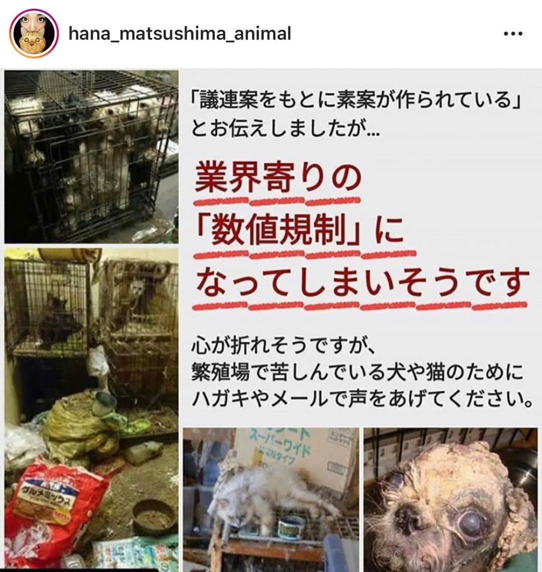 shibainu berryさんのインスタグラム写真 - (shibainu berryInstagram)「昨日の#数値規制 の投稿にコメントやご協力ありがとうございます🙏全てに返事できずｺﾞﾒﾝﾅｻｲ(；ω；*) もう一回検討会が開かれるようです❗️  ハガキアクションやメールアクションは引き続き有効だそうです✨2つ前の投稿の3枚目の写真にQRコードを掲載してるので、是非活用してください🙏 ・ 犬や猫が販売される裏に怖い現実があります… 私は繁殖犬の実態は知っていました。 もっといえば、産まれた子供が病気であったり、奇形児であったりした場合どうなるのか… 売れ残って成長した犬が半額になっているのは見たことがあります。 でも「病気だから半額」というのは見たことがありません。 成長した子はそのまま売れ残ったらどうなるの？ 産まれた時に病気がちな子はどうなってるの？ 考えただけでも怖い… 命をお金で買うからこういうことが起こる。 ・ 私はべりやんもむくみも買っていません。 繁殖犬や保護犬のことを知っていたから買うことをしなかったというわけでもありません。 動物を飼うことはすごく大変だから、そもそも動物を飼う気はありませんでした。 一度飼いだしたら一生責任を取らないといけないから。 ただ、べりやんもむくみも縁あって出会い、仕方なくというか…😅出会ってしまったし、出会うべくして出会ったと思うし、家族になりました✨ 朝晩の散歩に休みはないし、毎日楽しいこともあるけど、大変なことも多いです😅 生き物を飼うことの大変さを感じます。 簡単に飼うことはできないし、簡単に買えること自体おかしい… ・ 不幸なのは繁殖犬だけでなく、飼い主自らが「飼えなくなった」とペットを保健所に連れて行くこともあります。 迷子になって保健所に連れて行かれて、飼い主が見つからなければ首輪をしていても殺処分になる日本です。 大切にしてあげられないのなら飼ってはいけないと思います。 "ペットは家族"っていう時代になってきてるけど 現実は殺処分だらけの日本😢 幸せな犬、猫だけでない現実をたくさんの方に知って頂きたいです。  #Repost @hana_matsushima_animal with @get_repost ・・・ : 本日、数値規制の検討会が 行われました。 朝から…  どうなったんだろうとずっと気になっていました。 @negiko888 さんの投稿を リポストさせて頂きます‼︎ 検討会はもう一回開かれるそうです‼︎ 引き続き、動物のために声を上げ続けましょう🐈🐕 よろしくお願いします‼︎ : #花アニマル #数値規制 #動物のための数値規制を #数値規制メールアクション  #数値規制ハガキアクション  #声を上げ続ける . . @negiko888 #Regram #Repost via @PackeDApp #PackeDApp 前回の検討会に比べて、大まかに言えば、少し動物愛護に、ほんの少しですが、傾いているように感じられました。 検討会委員の方々も、前ほど気の無い、何の為に参加されてるのかわからない様子より、 皆さまのハガキアクションのおかげで、前向きでした。 ハガキアクションのちからをすごく感じました。  ですが、またまだ数値規制は、繁殖犬猫に厳しい。  検討会基準案は、繁殖犬の交配は6才まで(満7才未満) ただし、満7才時点で生涯出産回数が6回未満の場合は、7才までは、酷すぎです。 いくらなんでも繁殖犬の幸せを考えてくださって無いでしょう？  繁殖終わったら、6〜7才。 ご家族に迎えてくださるには、年取りすぎています。 もちろん、何才でも迎えてくださる方はいらっしゃいますが、私は、沢山の方々に受け入れて頂きたいのです。  彼女達の幸せを考えてくださってますか？ 私は、ブリーダーや繁殖場の人達を信じていません。 動物愛護の気持ちのある人は、ブリーダーや繁殖場に勤めていられないと言われてます。 繁殖犬である間に幸せは無いと考えてます。 だからこそ、繁殖が終わってからの彼女達の幸せを考えて欲しいのです。 猫ちゃんも同じです。  ぜひ、繁殖回数を3回でお願い致します。 そうすれば、新しい飼い主のもとに3〜4才で行けます。 彼女達に幸せをください。  また福島瑞穂議員、串田議員、塩村議員の先生方のご尽力に、感謝しております。 もう一回、検討会が開かれるそうです。 #検討会 #環境省自然環境局総務課動物愛護管理室 #繁殖犬猫の涙と苦しみと命で #繁殖犬猫に人から大切にされる事を知って欲しい #繁殖犬猫を家族に #繁殖犬から我が家へ #福島瑞穂議員 #串田誠一議員 #塩村あやか議員」7月10日 23時13分 - shibainu.berry