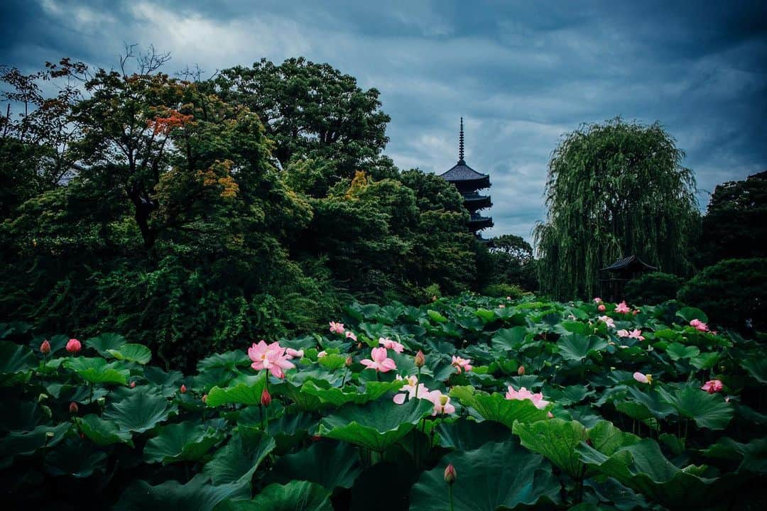 京都いいとこフォトさんのインスタグラム写真 - (京都いいとこフォトInstagram)「. 蓮の花と五重塔 . Lotus flowers and five-story pagoda. . Date : 2020.7.10 Location : #東寺 #toji Photo : @kohei713 .」7月10日 23時41分 - kyoto_iitoko