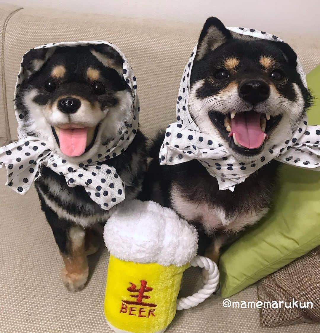 まめ丸のインスタグラム：「* * 【 金曜日の #居酒屋まめ丸 🐶🍺】 * 今週もおつかれさまでしたー🐶💓 * 【Taverna“MAMEMARU”🐶🍺】 TGIF🐶🍺💓 * #はじける笑顔の #まめ丸双子店長 * #柴犬#豆柴#柴#黒柴#黒豆柴#犬#まめ丸双子疑惑#いぬのきもち#shiba#shibainu#shibastagram#shibadog#shibapuppy#puppy#instadog#dogstagram#dog#instashiba#petstagram#pet#cute#cutedog#강아지#멍스타그램#weeklyfluff#dailyfluff#まめスマイル」