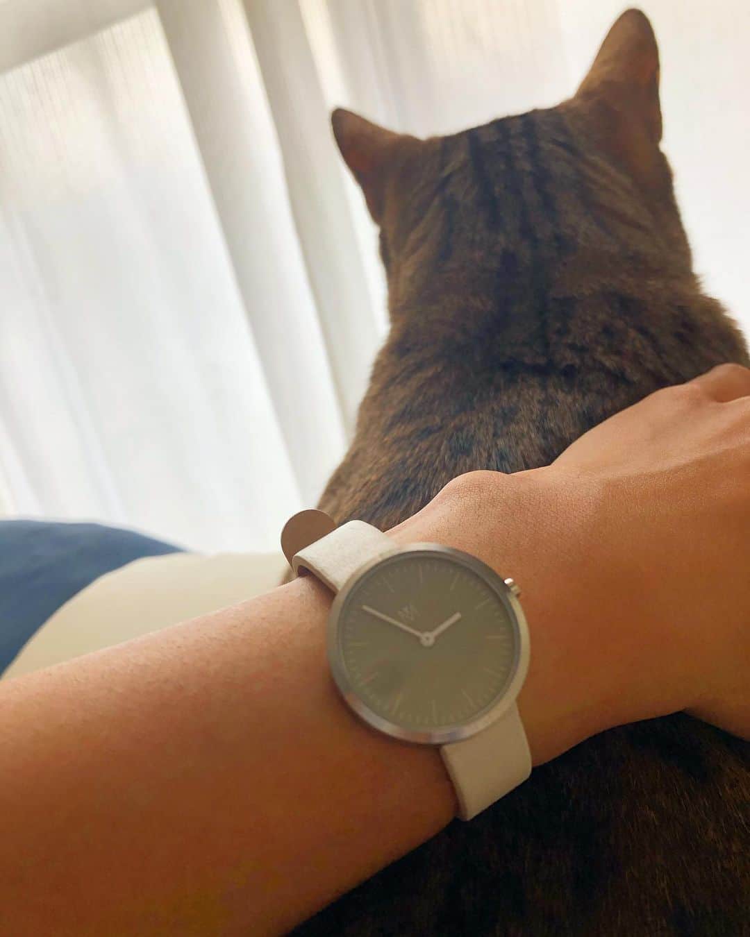 佐野千晃のインスタグラム：「こたつと新しいウォッチ⌚️﻿ ﻿ 猫さんの後頭部好きよ←﻿ ﻿ 運動する時以外もウォッチするから何個か持ってるんだけど、このウォッチ洒落てるしクーポンでお安く買えるから見てみて🤤﻿ ﻿ @mavenjapan﻿ クーポンコード【sanocfzd】﻿ ﻿ #mavenwatchs #マベン #マベンウォッチズ #腕時計 #手元倶楽部 #白 #だから #肌が #黒く #見えるだけ　←﻿ #cat #catstgram #catlovers #nyamnyam #nya #nyaaa #こたちゅくん #にゃー #にゃんこ #猫 #ベンガル #ベンガル猫 #猫好きと繋がりたい #猫のいる生活 #写真好きな人と繋がりたい #写真撮ってる人と繋がりたい」