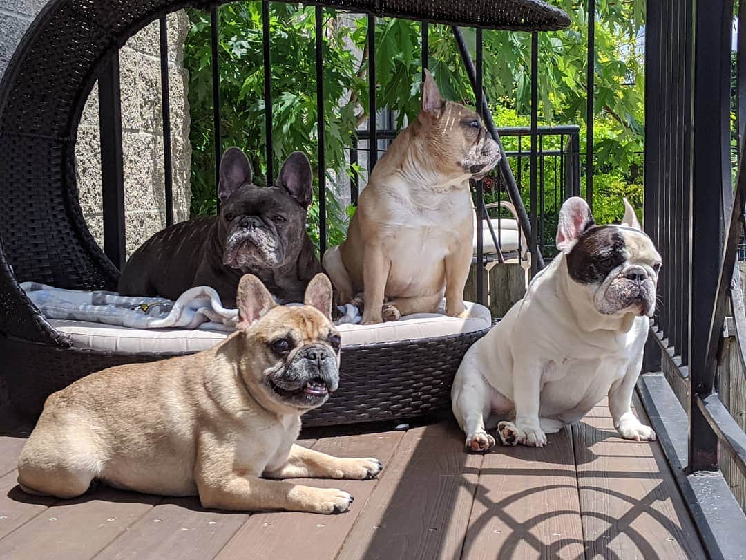 Manny The Frenchieのインスタグラム：「Neighborhood watch 🐾🐾」