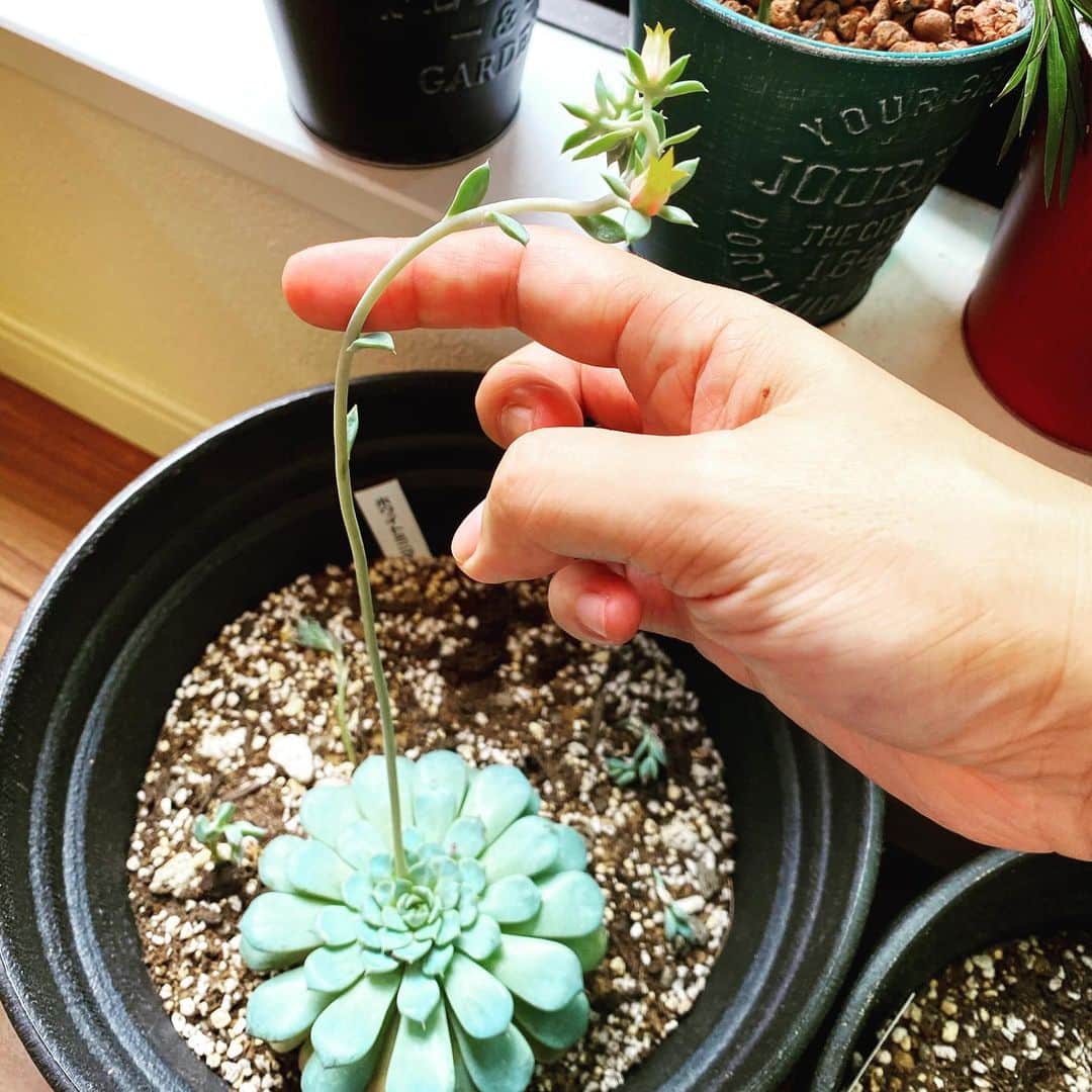 安倍吉俊のインスタグラム：「サボテンの 花の咲き方 予想外 #多肉植物 #多肉植物のある暮らし」