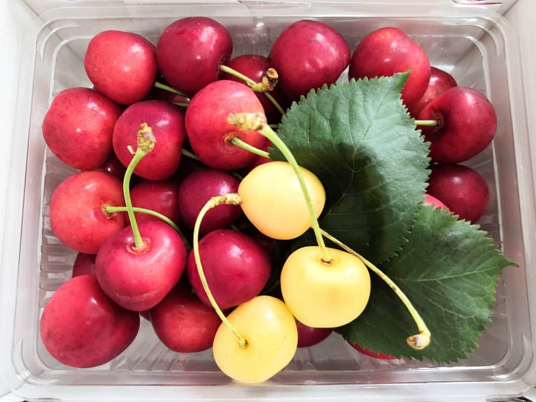 白井珠希のインスタグラム：「* * お祝いでいただいたさくらんぼ🍒 赤いのが「紅秀峰」 黄色いのが「月山錦」 黄色いさくらんぼは初めて食べました…！美味しかった😋✨ ご馳走様でした🍒 * 今は朝のミルクタイムが終わったところで、寝かしつけようとしたら一緒に1時間寝ちゃった💦添い寝って幸せ☺️ * * #さくらんぼ #紅秀峰 #月山錦 #🍒  #フルーツ #2020baby #2020_spring_baby部 #育児 #0歳 #赤ちゃんのいる生活 #赤ちゃんのいる暮らし #出産祝い #令和ベビー」