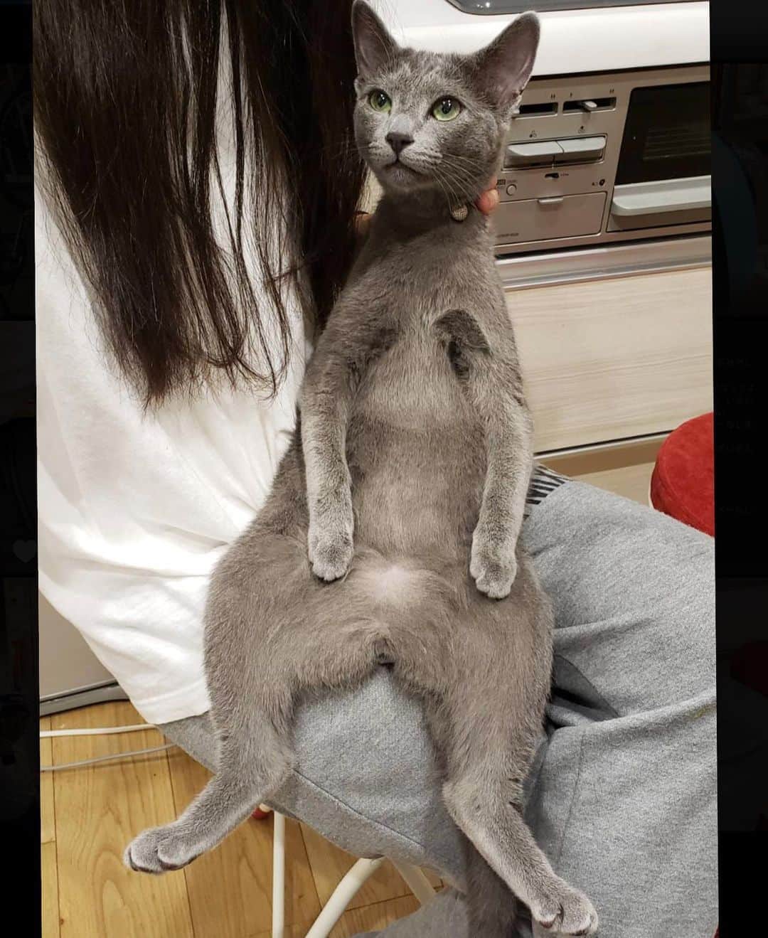 のインスタグラム：「ルイくん、人間化（おっさん）の巻。  #ロシアンブルー #子猫 #猫 #ねこ #cat #catstagram #Luis #ルイ　#russianblue #猫のいる暮らし #kitten #甘えん坊猫」