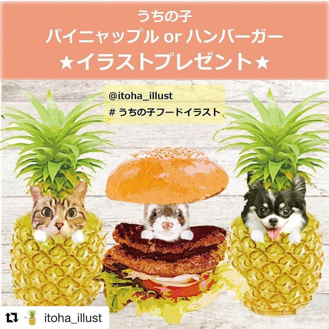 コテツのインスタグラム