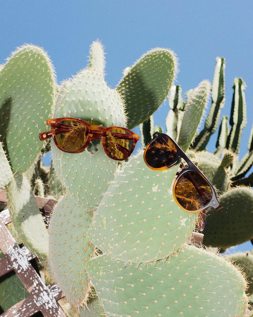 ジーエルシーオーさんのインスタグラム写真 - (ジーエルシーオーInstagram)「Cactus friends. 🌵 Hampton X Sun in Honey Amber Tortoise and Harding Sun in Matte Dark Caramel Gradient  📸: @ianflaniganphotographs」7月11日 1時49分 - garrettleight