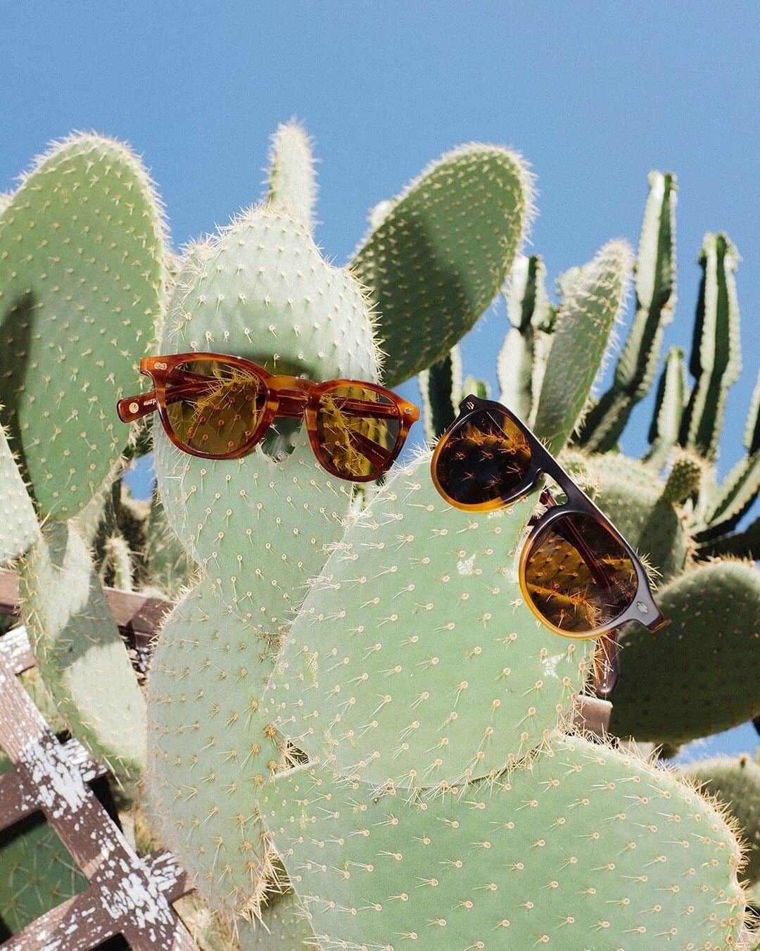 ジーエルシーオーのインスタグラム：「Cactus friends. 🌵 Hampton X Sun in Honey Amber Tortoise and Harding Sun in Matte Dark Caramel Gradient  📸: @ianflaniganphotographs」
