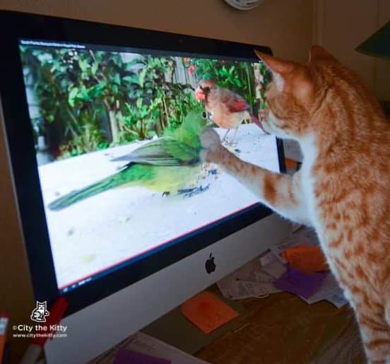 City the Kittyさんのインスタグラム写真 - (City the KittyInstagram)「Bird watching.  #catandbird #birdwatching」7月11日 1時54分 - citythekitty