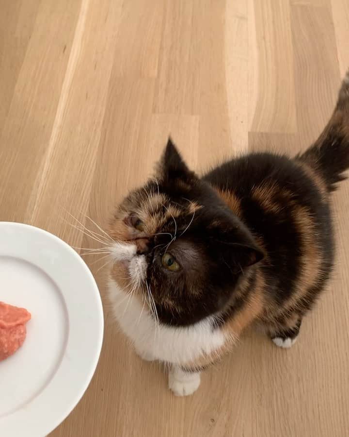 Pudgeのインスタグラム：「Pudge loves her super fresh homemade raw food 😻 @meowfestival Virtual launches TODAY at 3 pm PST & Pudge will show you how to make your own raw cat food! Plus more talks, tutorials, a variety of cat-themed vendors offering exclusive deals, and Zoom meet-and-greets with your fave celepurrities. All General Admission ticket holders will have access to most event content for a full year! Which includes Pudge’s raw food tutorial!   Haven’t gotten your tickets yet? It’s not too late—go to meowfest.com/tickets 🐾 Proceeds support @rapsociety and @laps_bc」