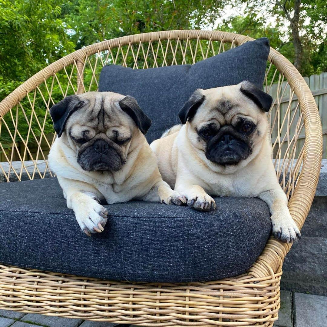 itsdougthepugさんのインスタグラム写真 - (itsdougthepugInstagram)「“When she’s mad at u and u don’t know why” -Doug」7月11日 2時45分 - itsdougthepug