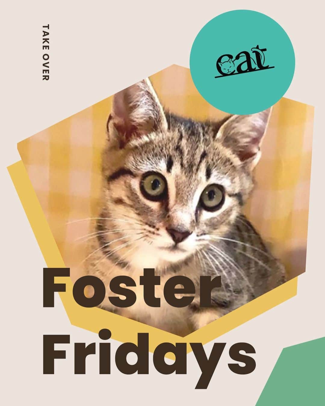 Cats of Instagramさんのインスタグラム写真 - (Cats of InstagramInstagram)「Today is #FosterFridays with @catadoptpdx! Climb on over to our stories to hear what they’re up to right now. ⁣  •••⁣ Every Friday, one of our favorite organizations takes over our Instagram stories! Please visit + follow their social to learn more.」7月11日 3時19分 - cats_of_instagram