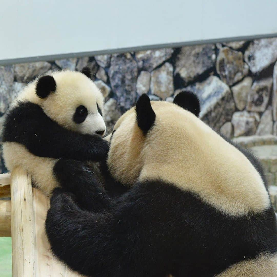 パンダ（白浜）さんのインスタグラム写真 - (パンダ（白浜）Instagram)「Hi Mom, #結浜 with Mother   🐼😊🐼  #ADVENTUREWORLDPANDAS #baby #HELLOLITTLE #pandamental #hellopanda #ハローリトル #ハローパンダ #パンダグラビア #パンダ　and #panda #pandababy 🐼🐼🐼」7月11日 3時27分 - hellopanda_book