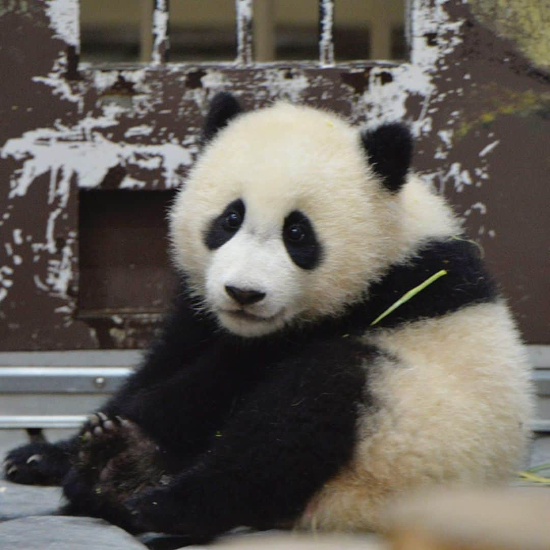 パンダ（白浜）さんのインスタグラム写真 - (パンダ（白浜）Instagram)「Hi Mom, #結浜 with Mother   🐼😊🐼  #ADVENTUREWORLDPANDAS #baby #HELLOLITTLE #pandamental #hellopanda #ハローリトル #ハローパンダ #パンダグラビア #パンダ　and #panda #pandababy 🐼🐼🐼」7月11日 3時27分 - hellopanda_book