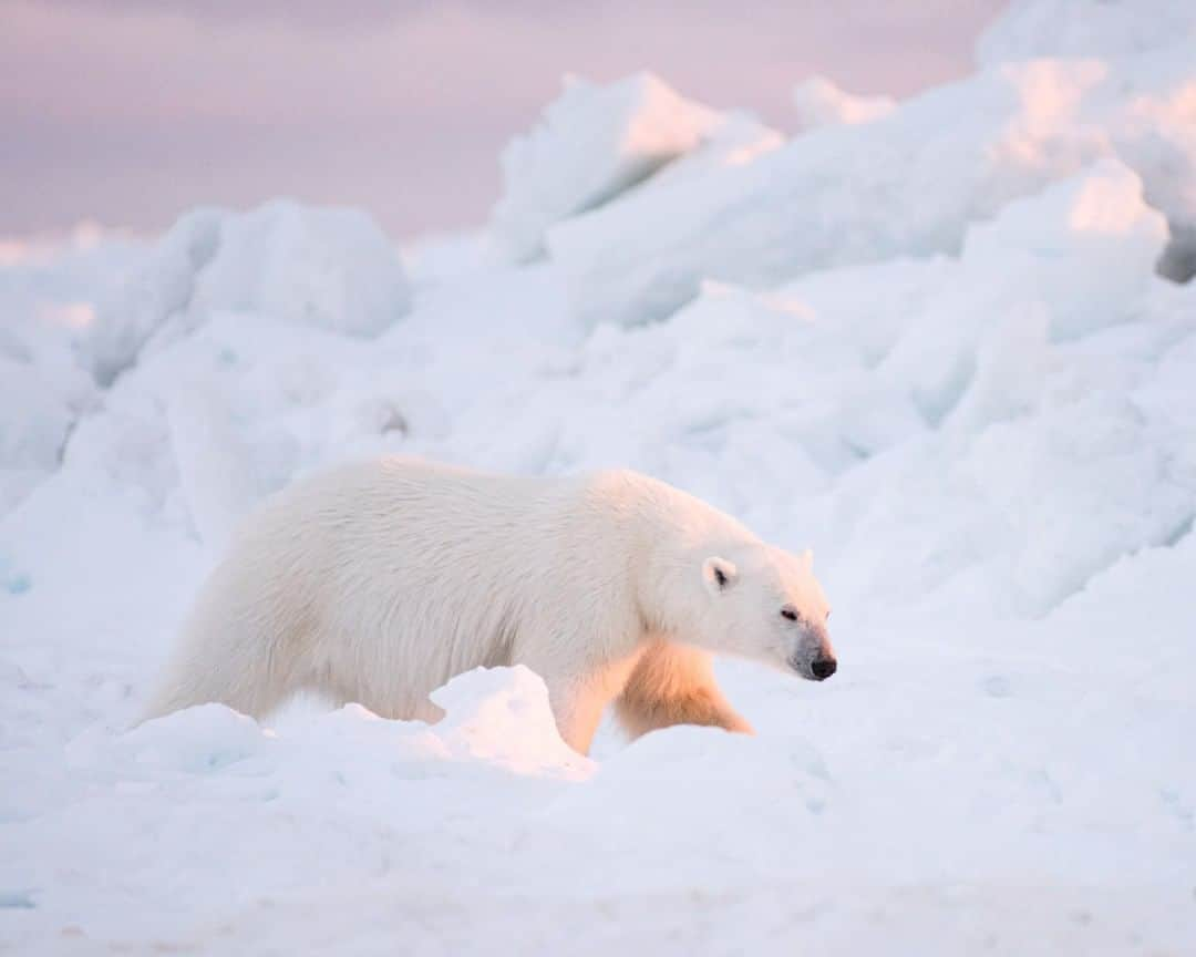 ナショナルジオグラフィックさんのインスタグラム写真 - (ナショナルジオグラフィックInstagram)「Photo by @kiliiiyuyan  A young polar bear follows the scent of a recently butchered bowhead whale on the Alaskan sea ice. Traditional Iñupiaq whale hunts provide a source of food for the bears, particularly in the the fall, when they are on the verge of starvation from reduced pack ice (which limits their ability to hunt) in the summer months. Many Iñupiat prefer to let the bears feed, provided they maintain a safe distance from people. Follow me @kiliiiyuyan for more from the Arctic. #arctic #polarbear #sunset」7月11日 3時36分 - natgeo